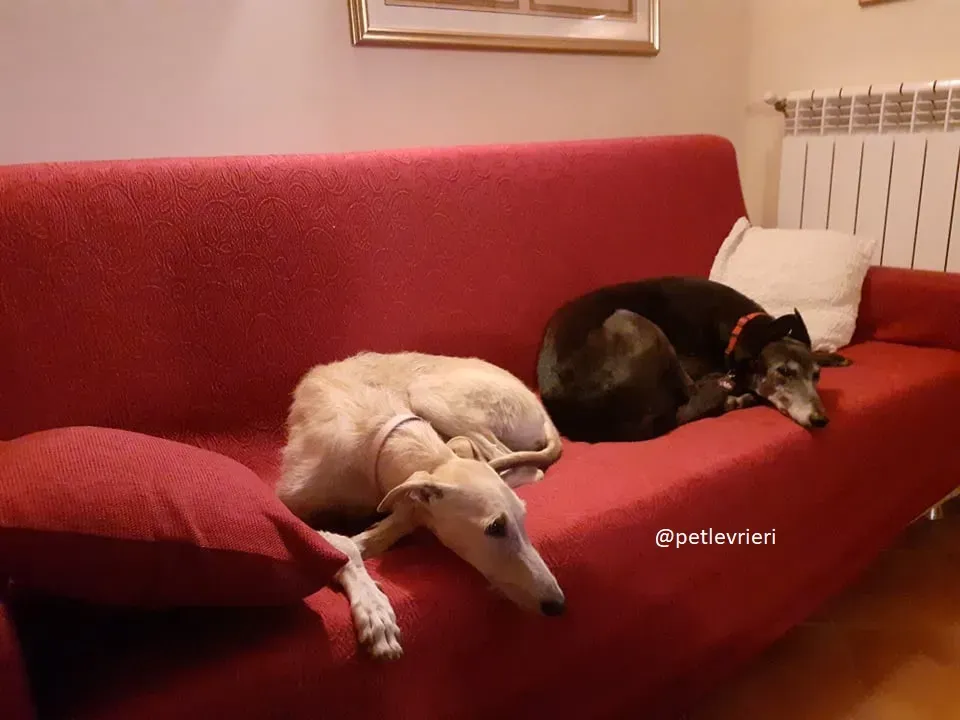 sandasha greyhound macao 7