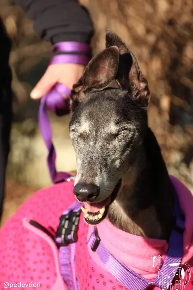 sandasha greyhound macao 8