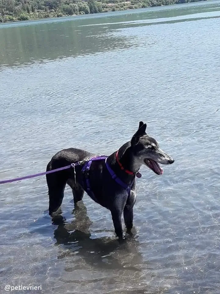 sandasha greyhound macao 9