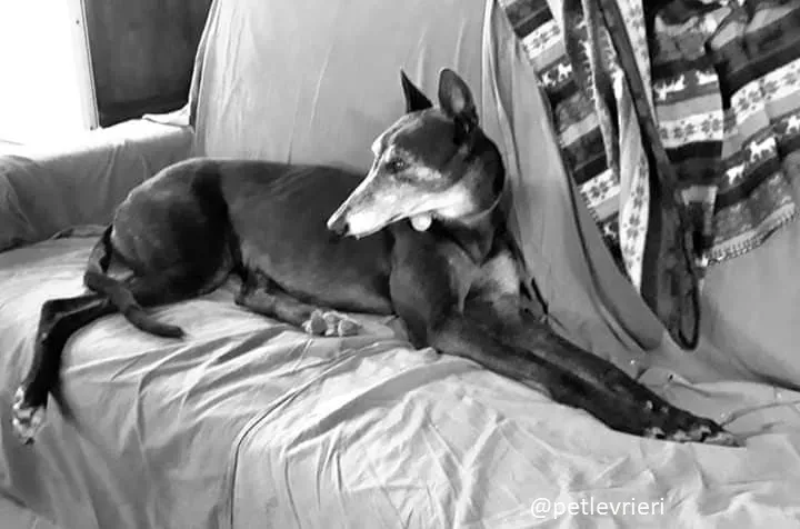 sandasha greyhound macao