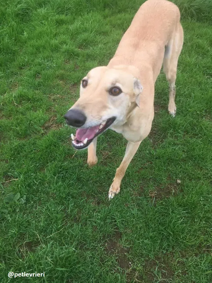 sandy adozione greyhound 10