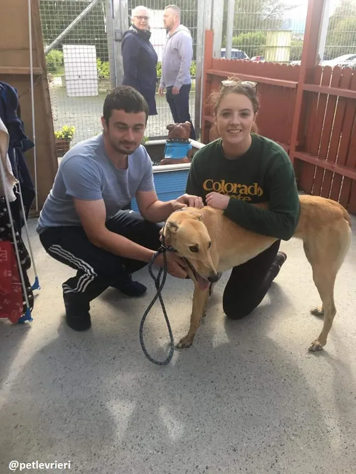 sandy adozione greyhound 9