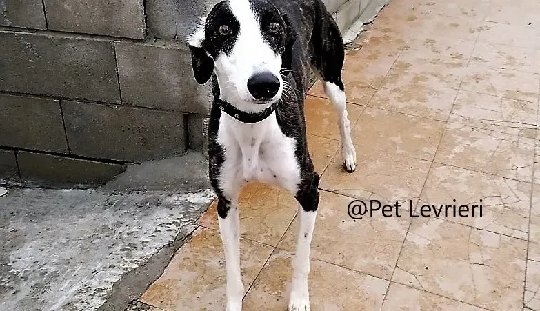 sansa 2 bis 1 1 16 9