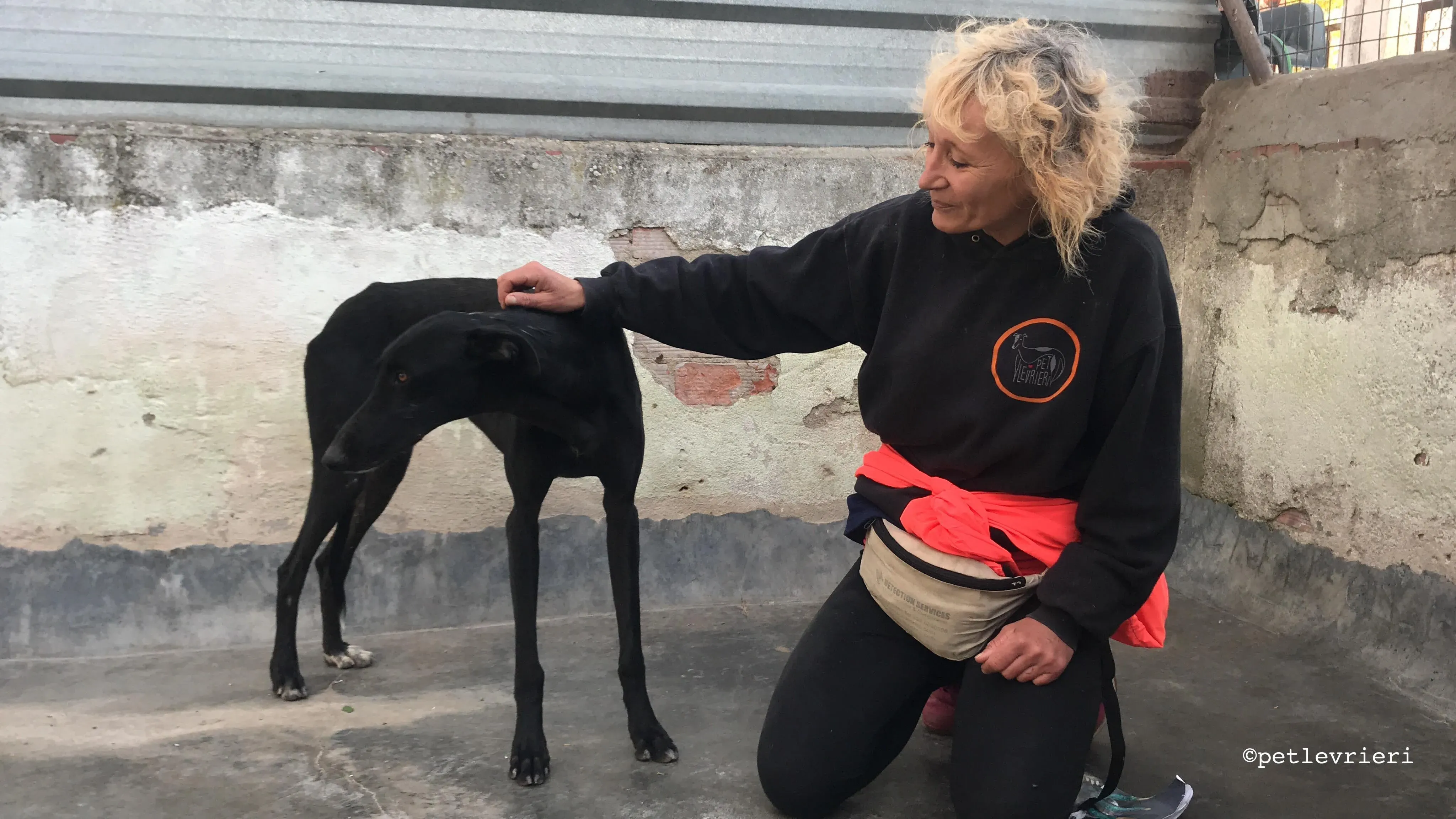 santana adozione levrieri galgo 1
