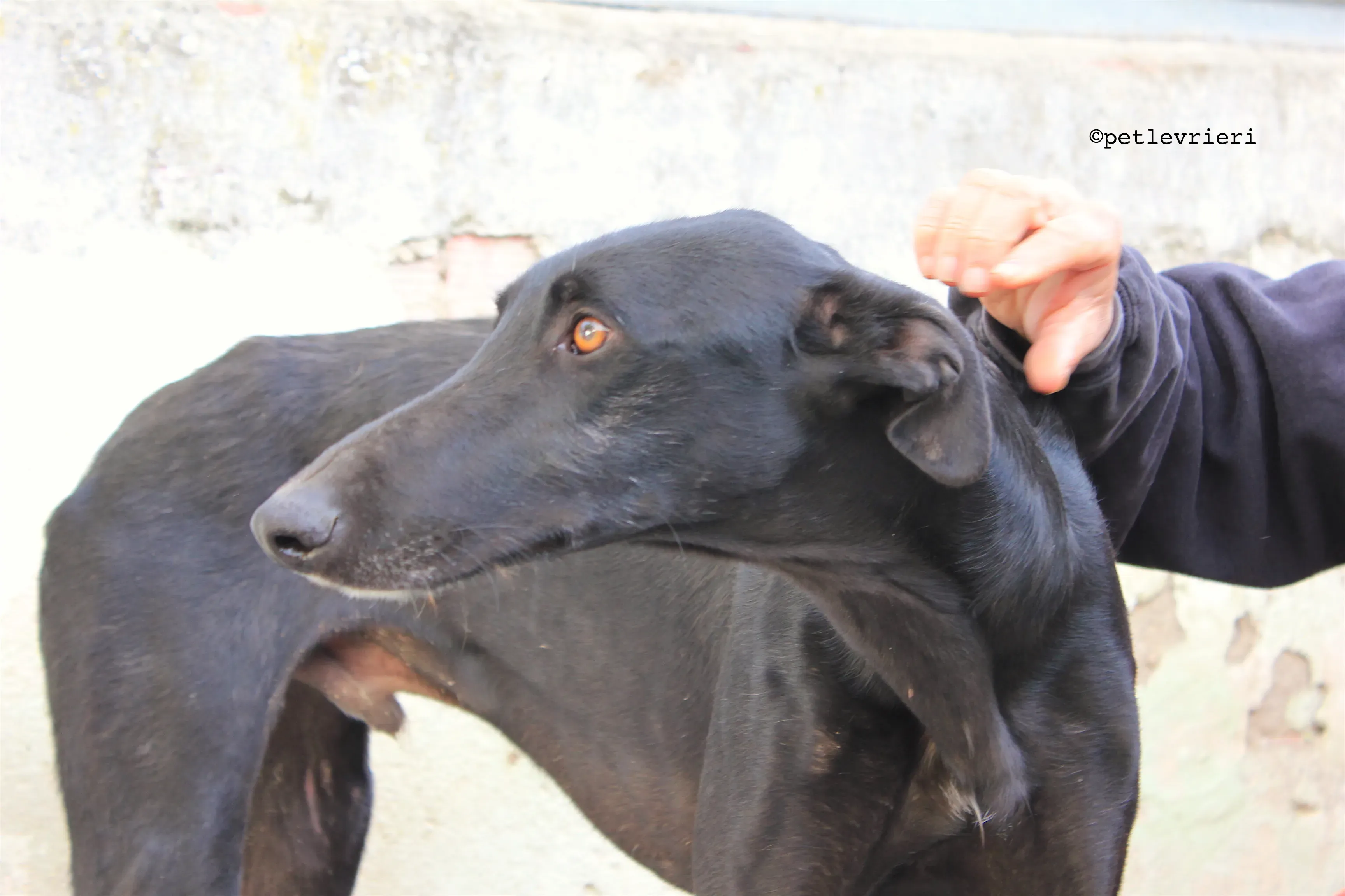 santana adozione levrieri galgo 10