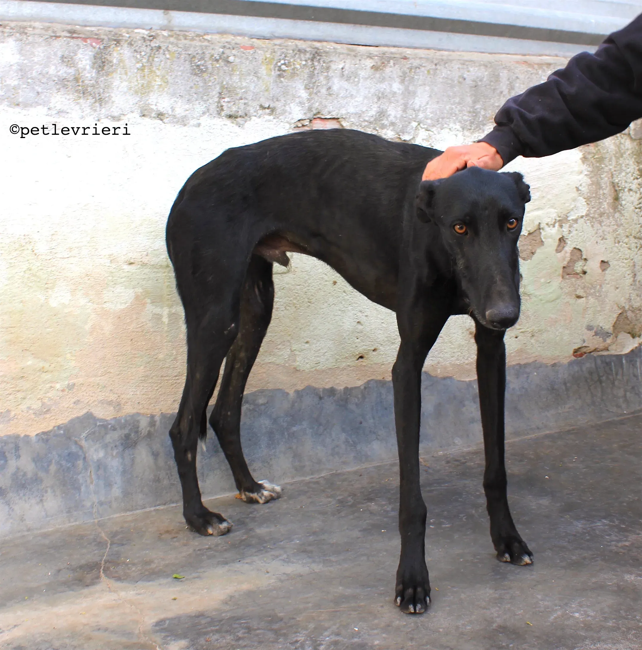 santana adozione levrieri galgo 11