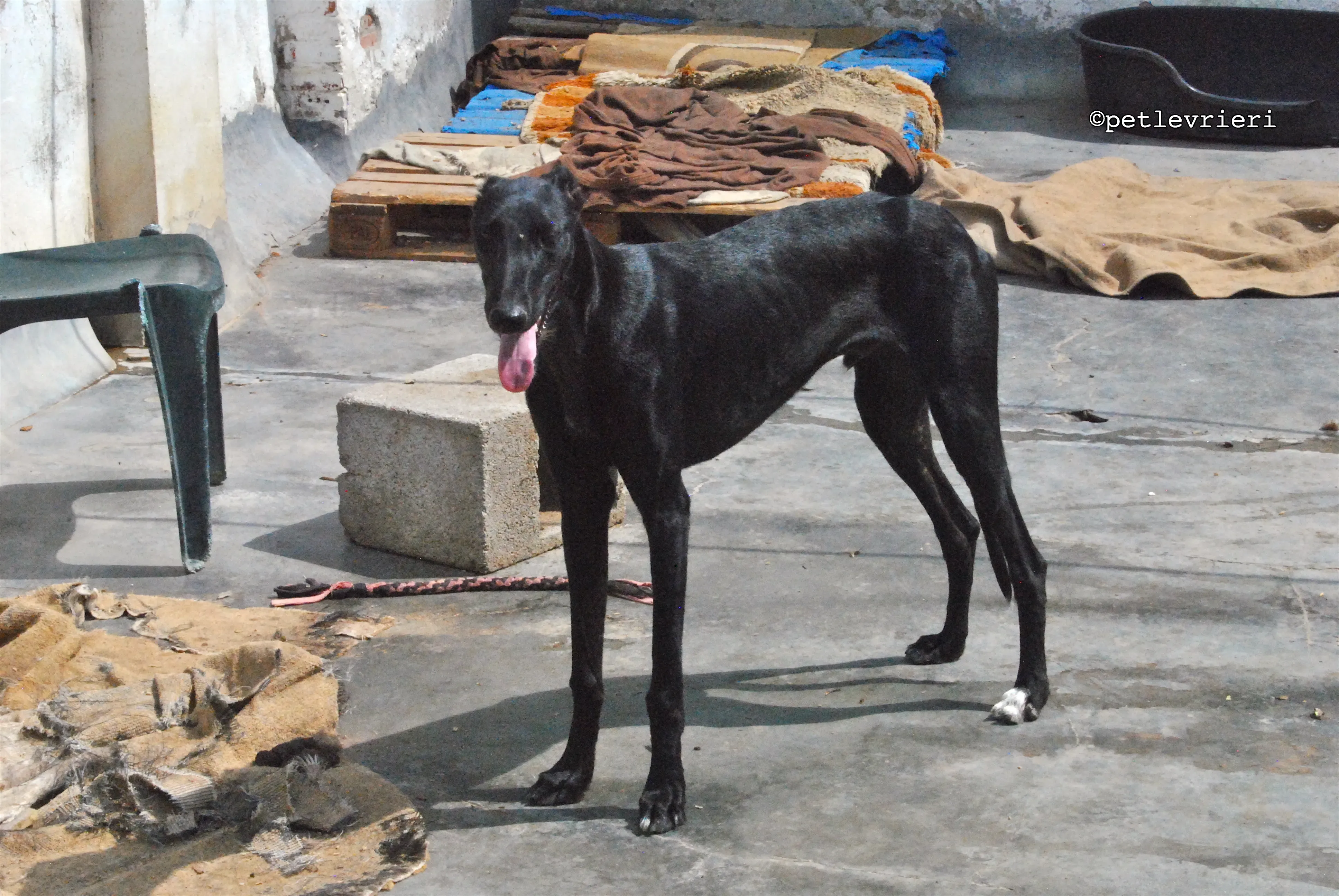 santana adozione levrieri galgo 12