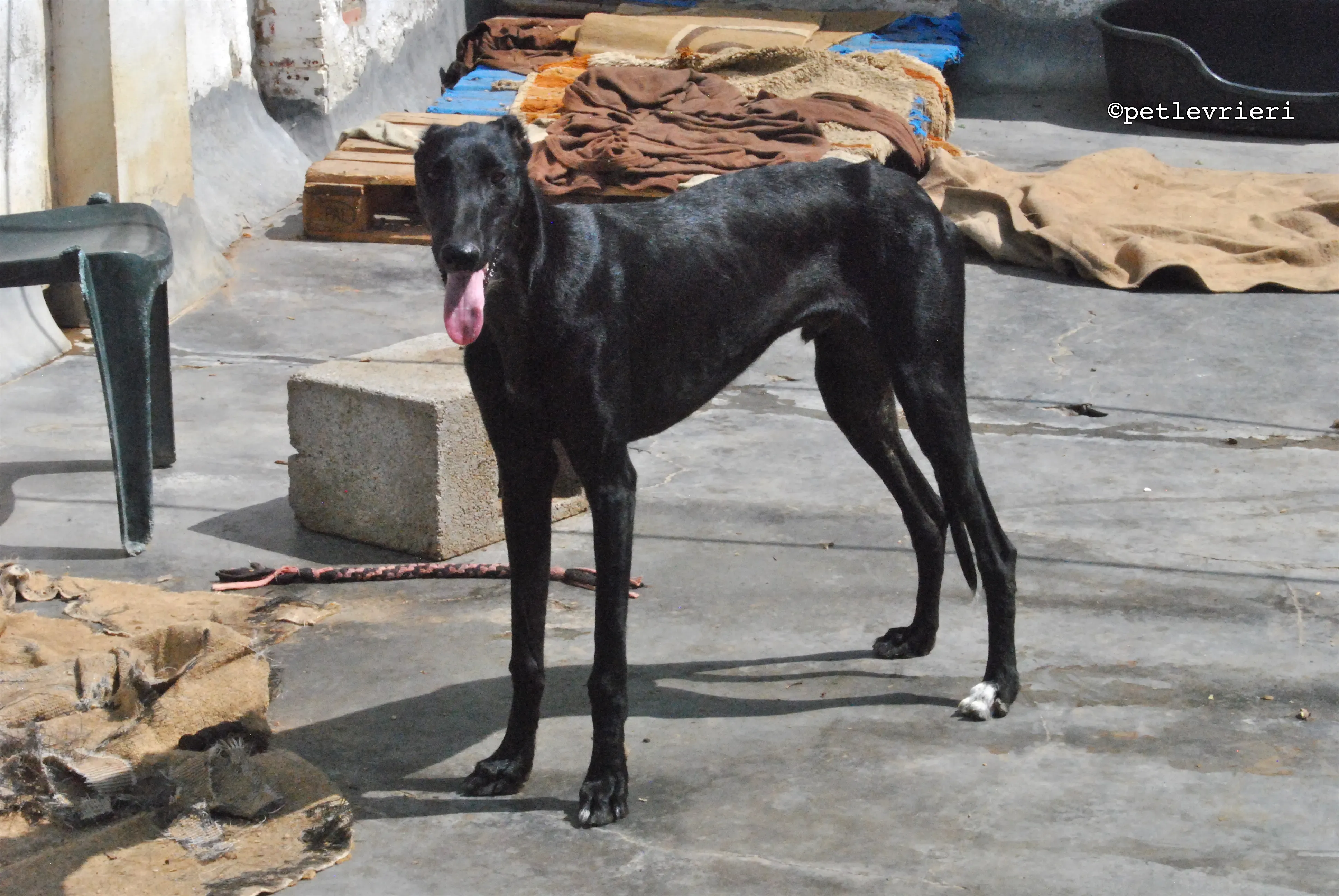 santana adozione levrieri galgo 13