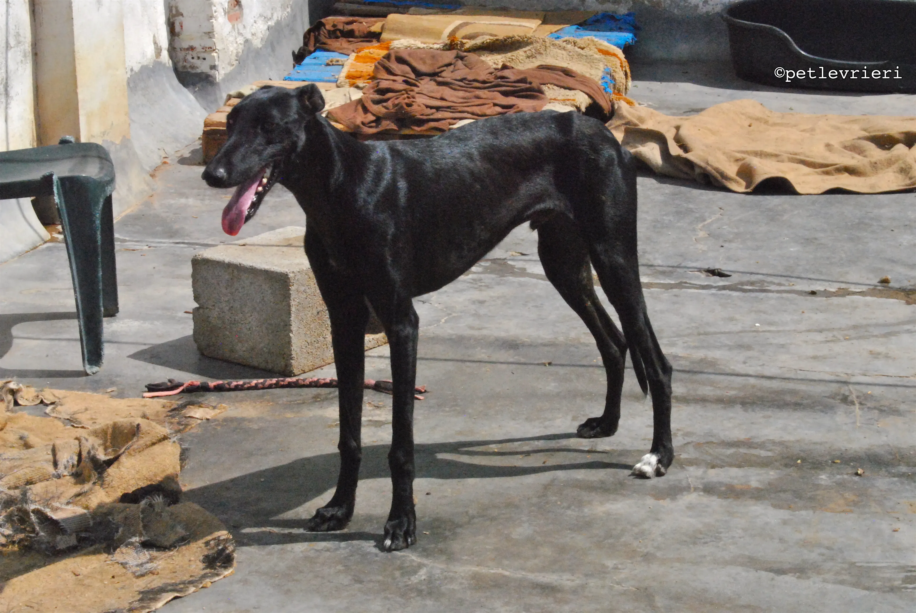 santana adozione levrieri galgo 14