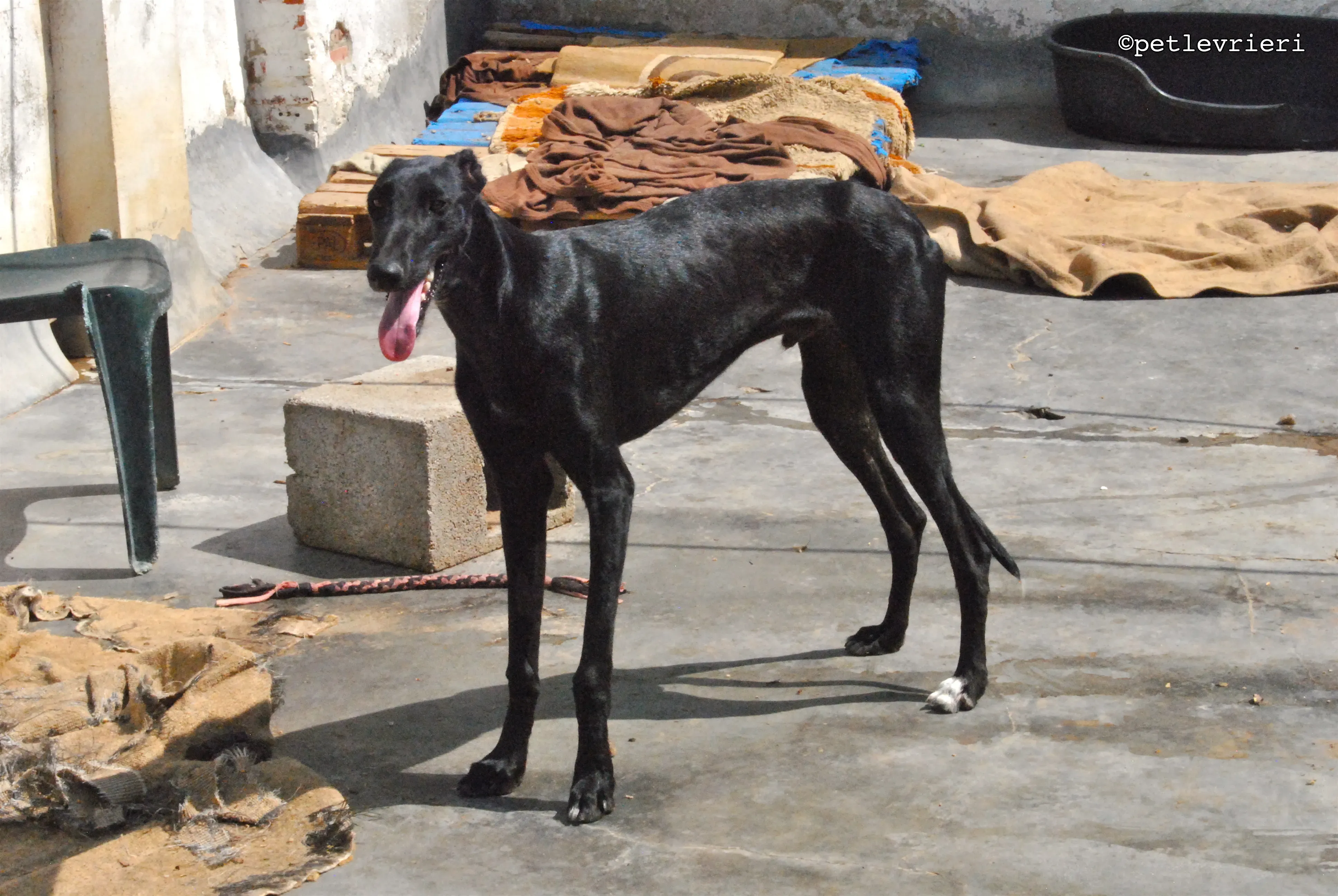 santana adozione levrieri galgo 15