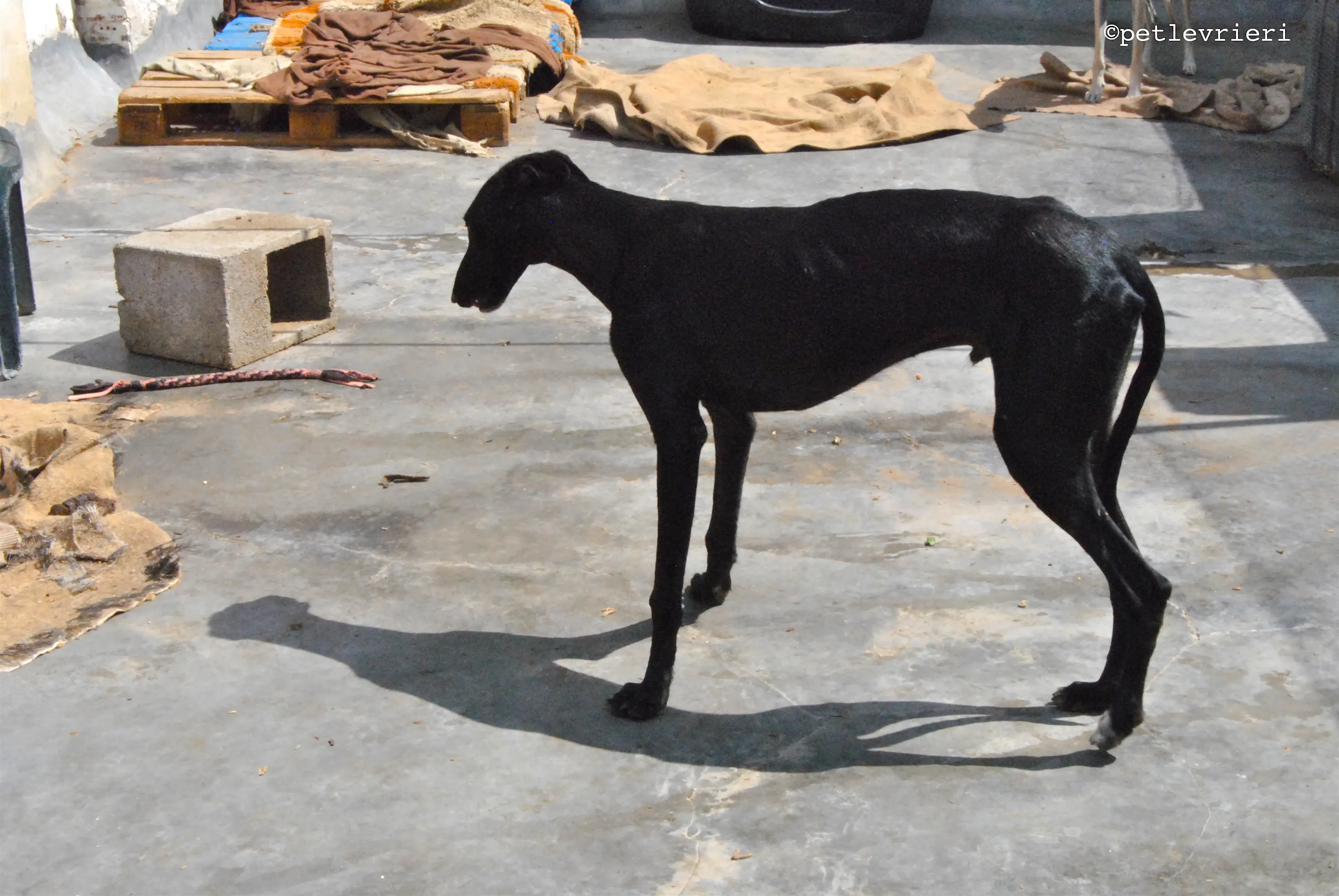 santana adozione levrieri galgo 16