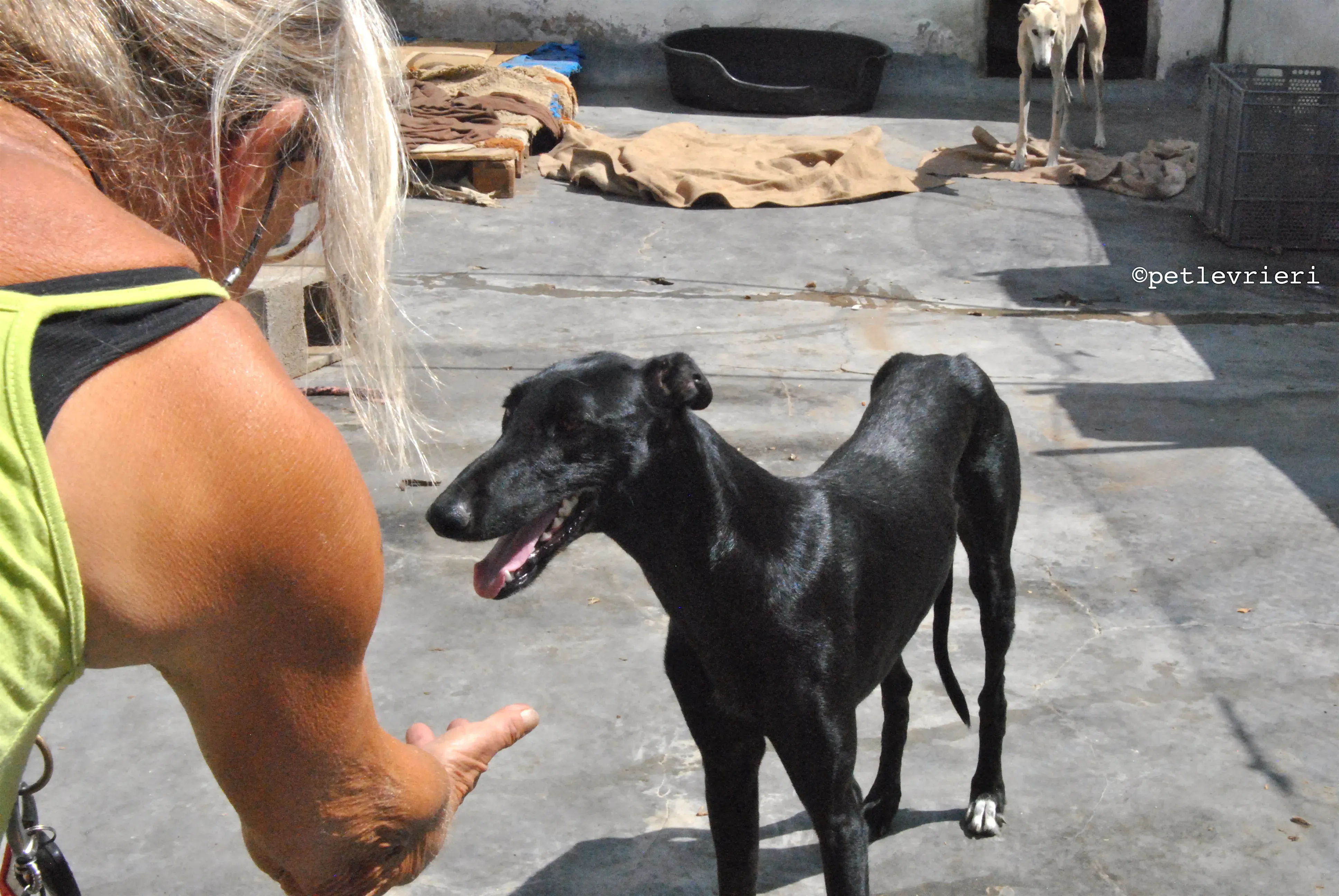 santana adozione levrieri galgo 17