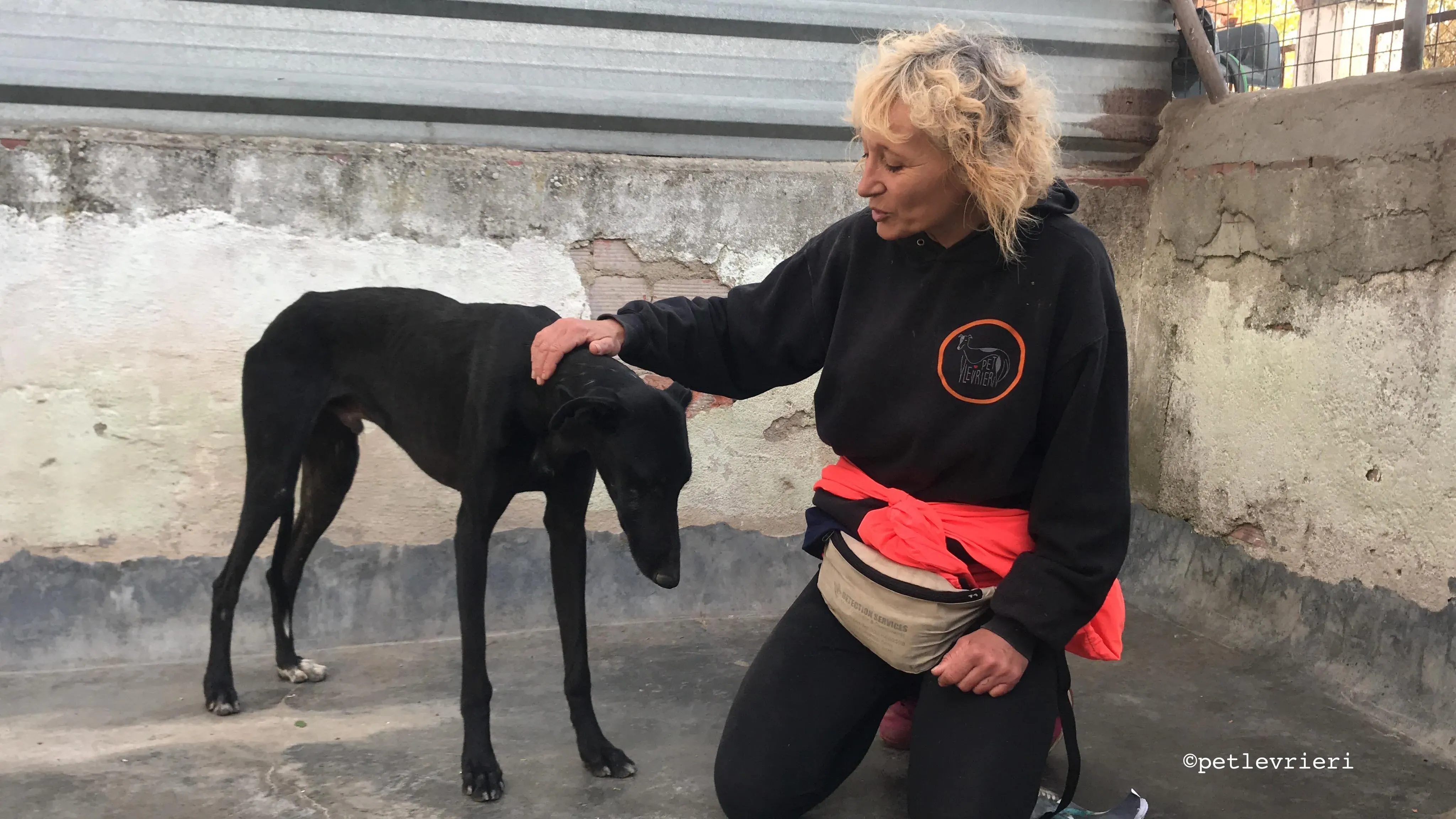 santana adozione levrieri galgo 2