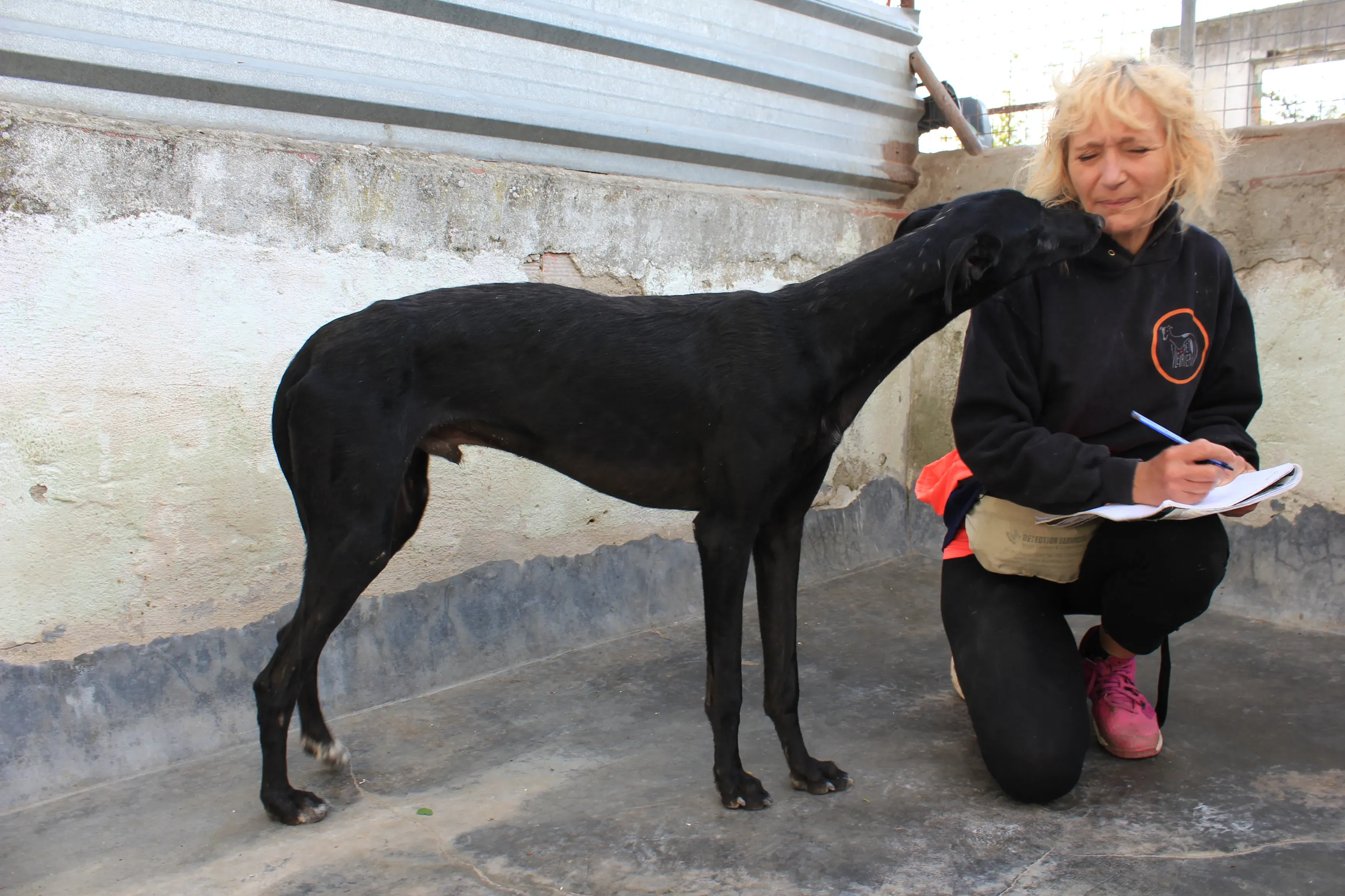 santana adozione levrieri galgo 3