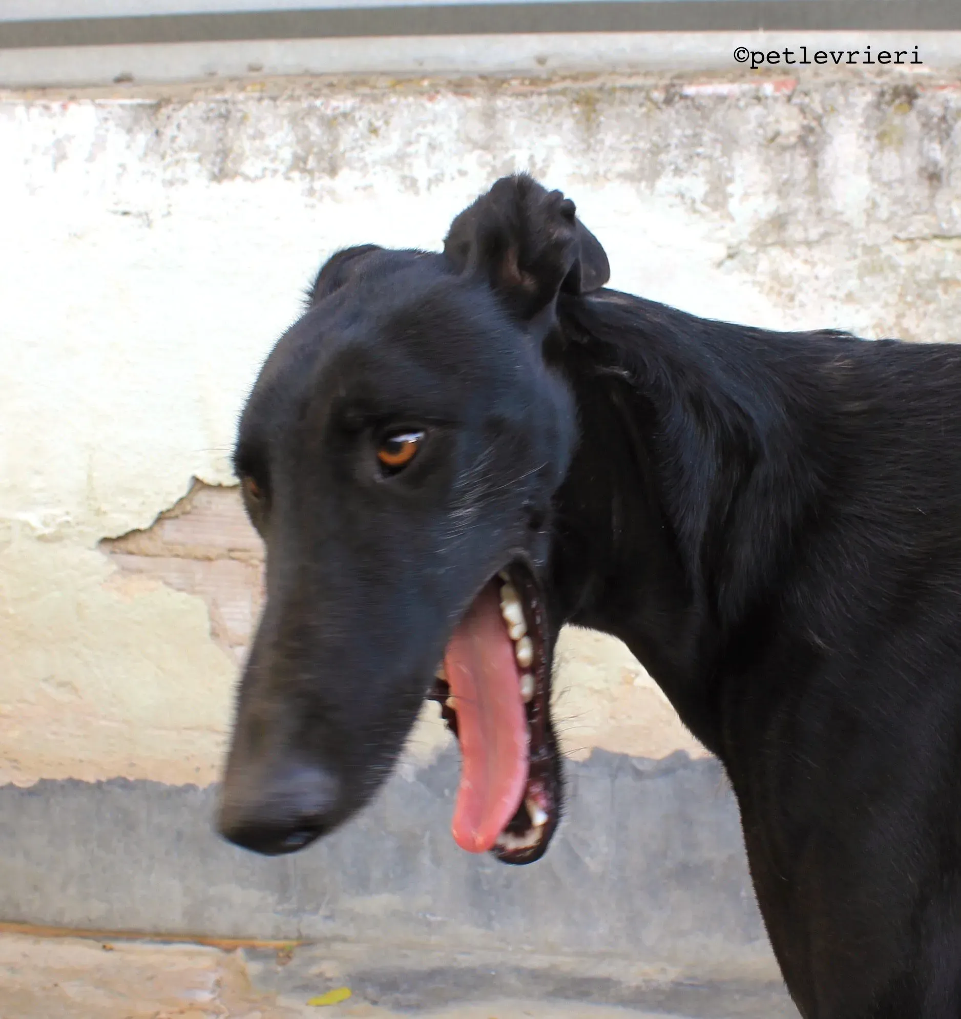 santana adozione levrieri galgo 4 e1542063104352