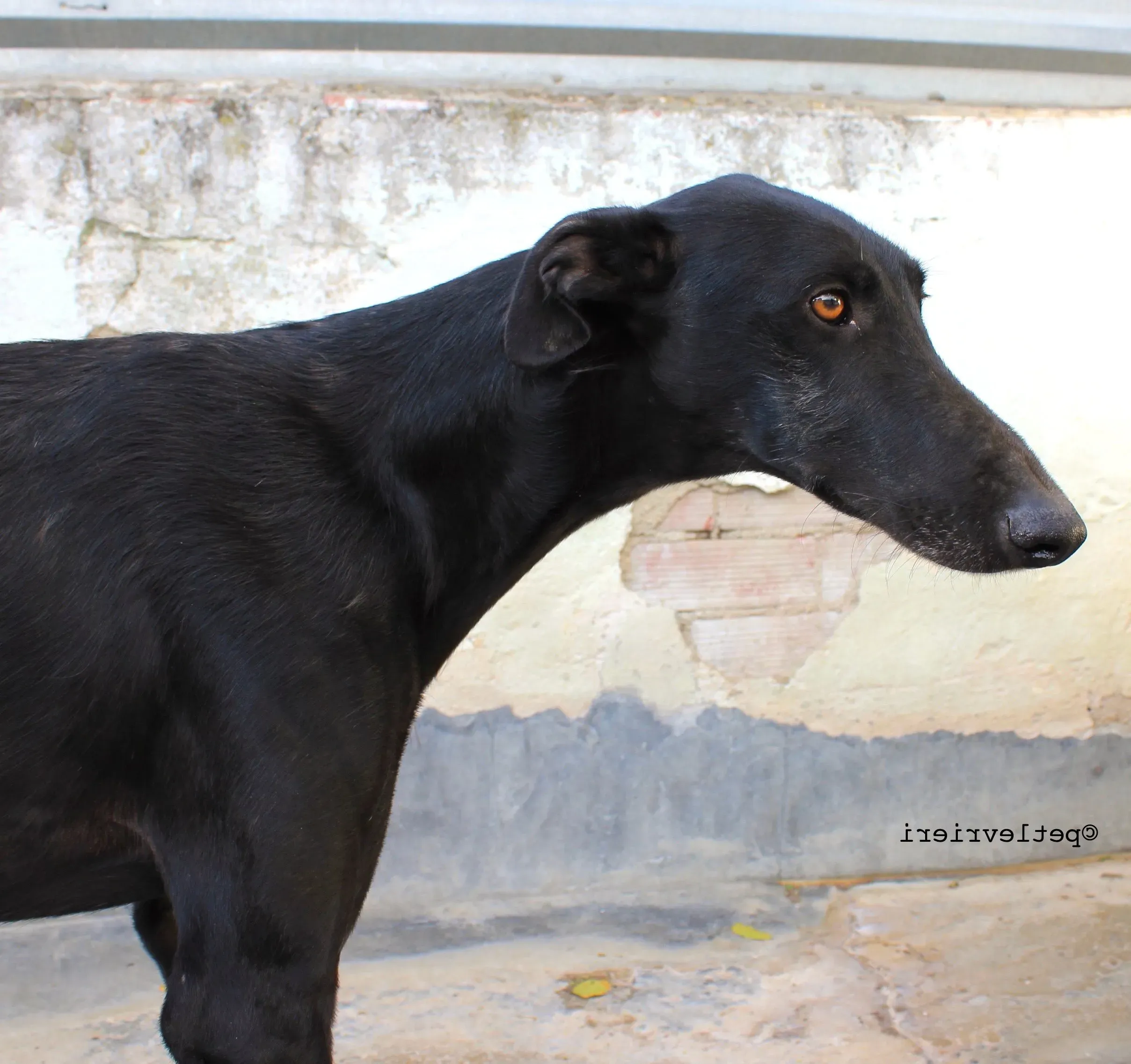 santana adozione levrieri galgo 5 e1542063053693