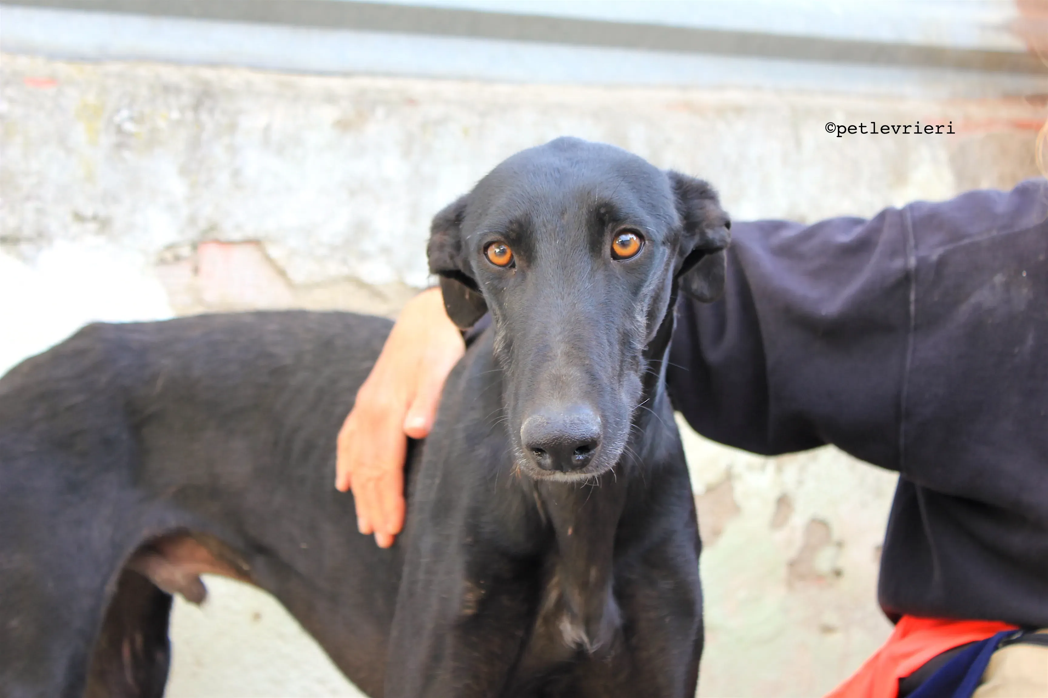 santana adozione levrieri galgo 7