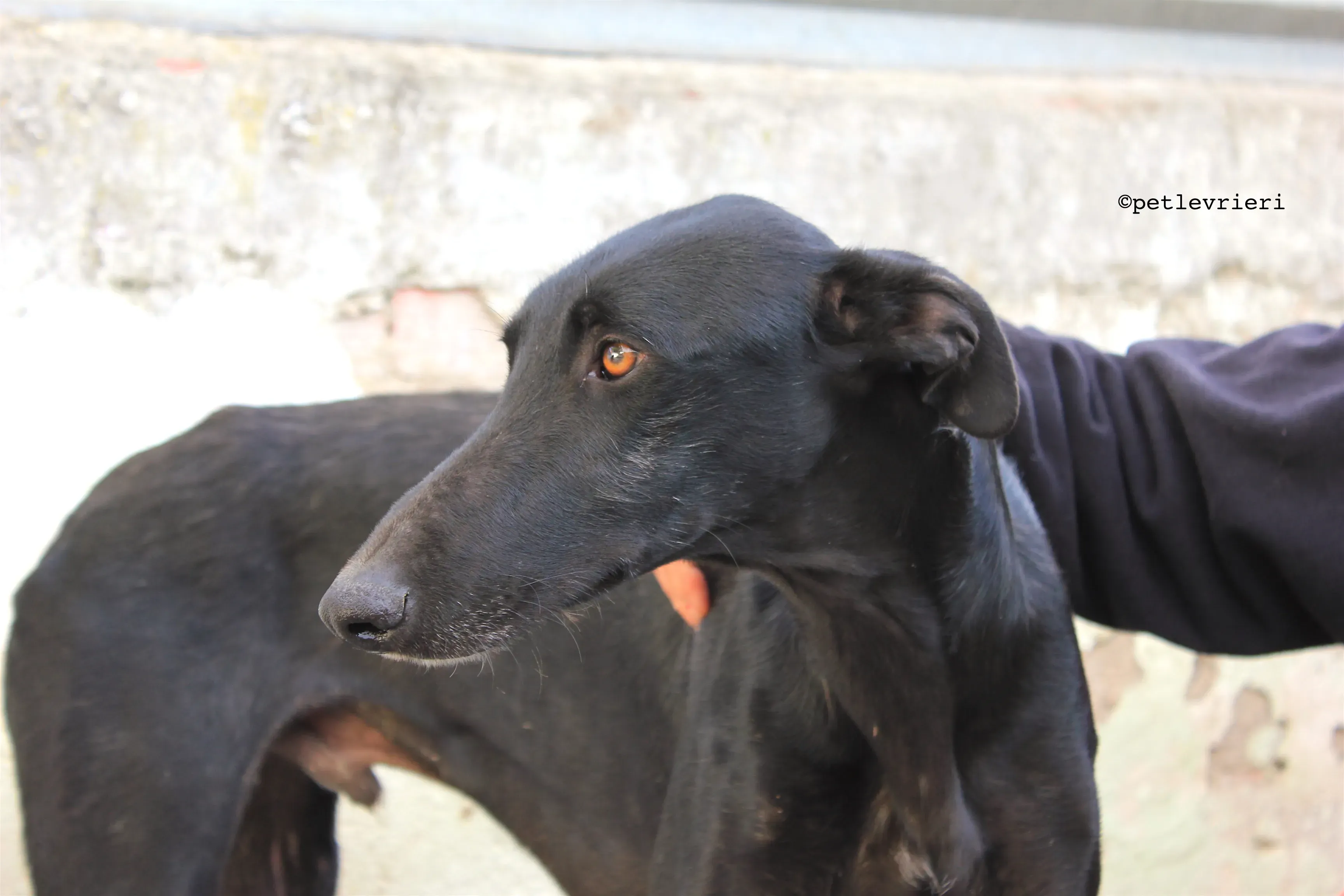 santana adozione levrieri galgo 8