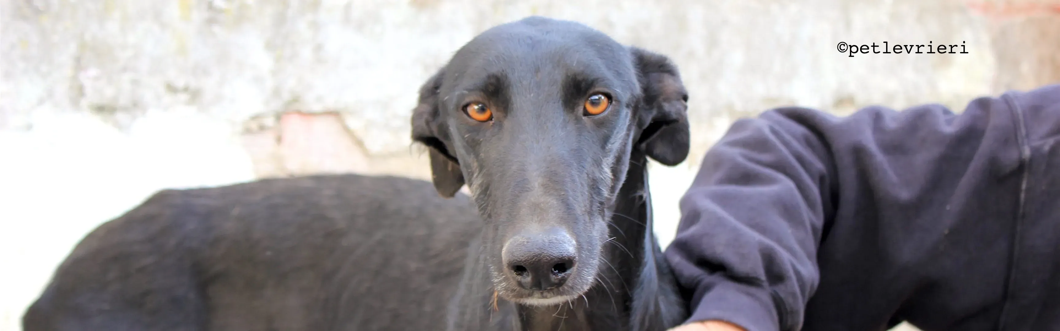 santana adozione levrieri galgo 9 e1540471792589