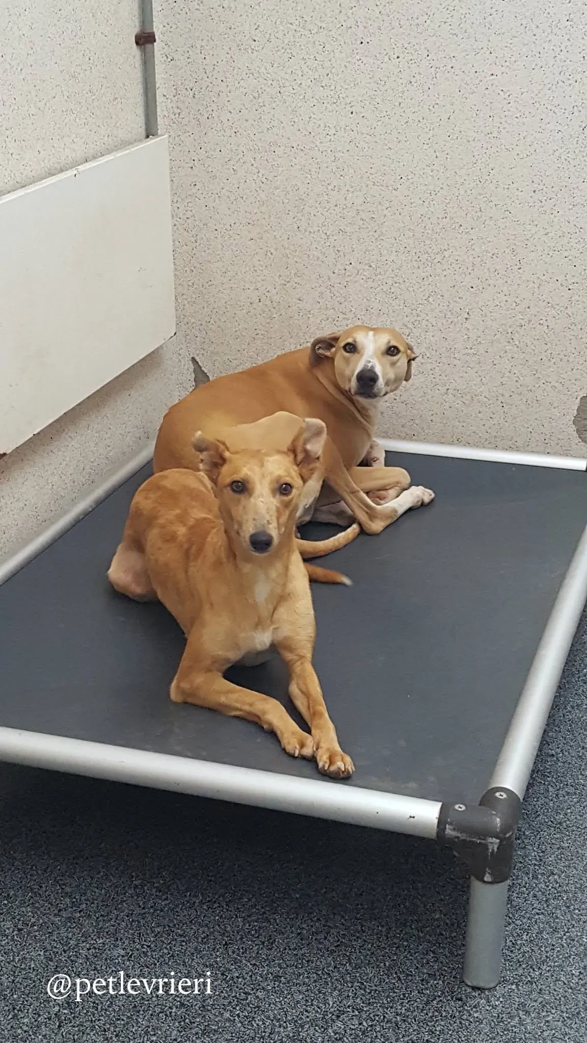 saoirse sharlene adozione levrieri greyhound