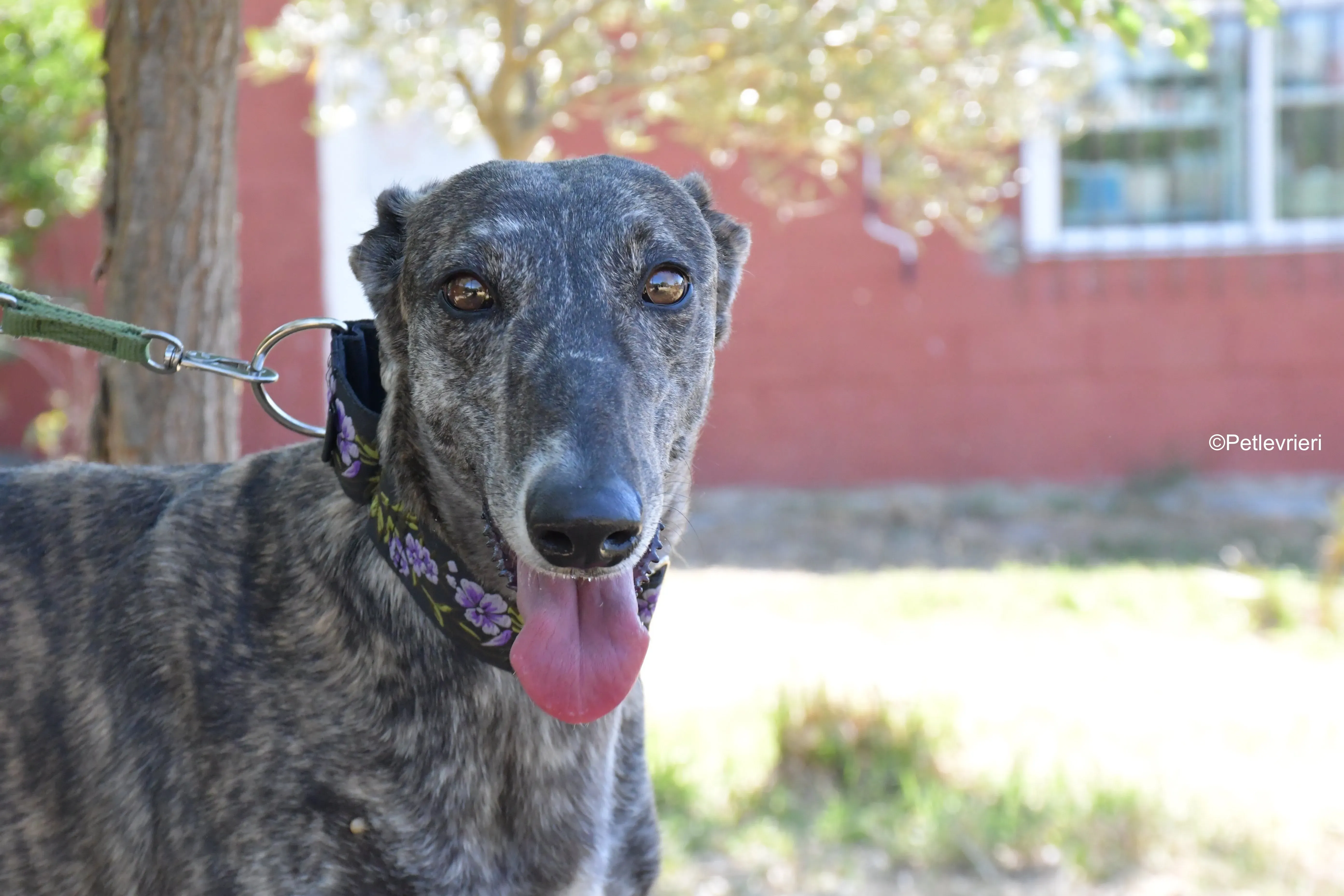 sara adozione levrieri galgo 1 1