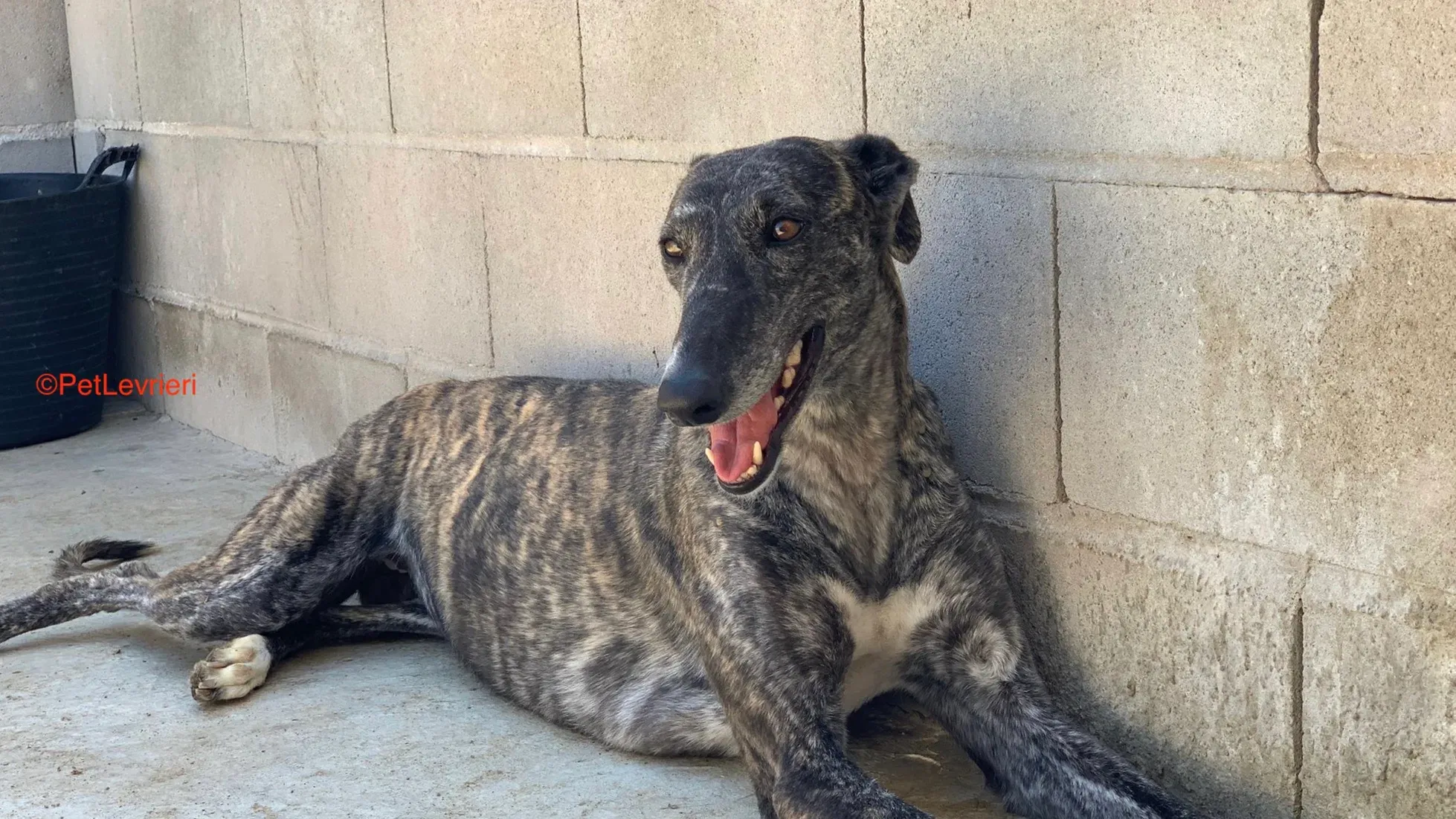 sara adozione levrieri galgo 1