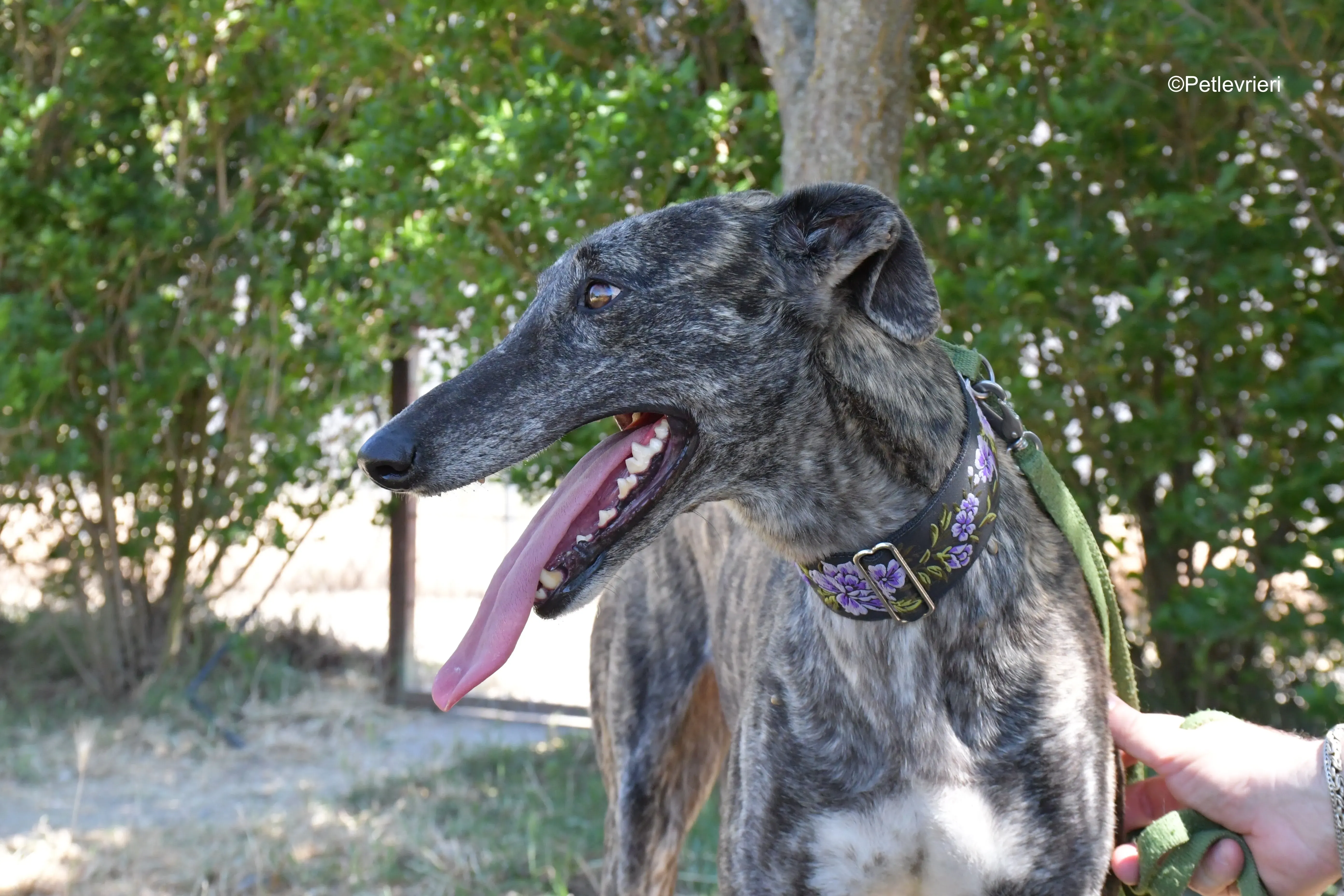 sara adozione levrieri galgo 10