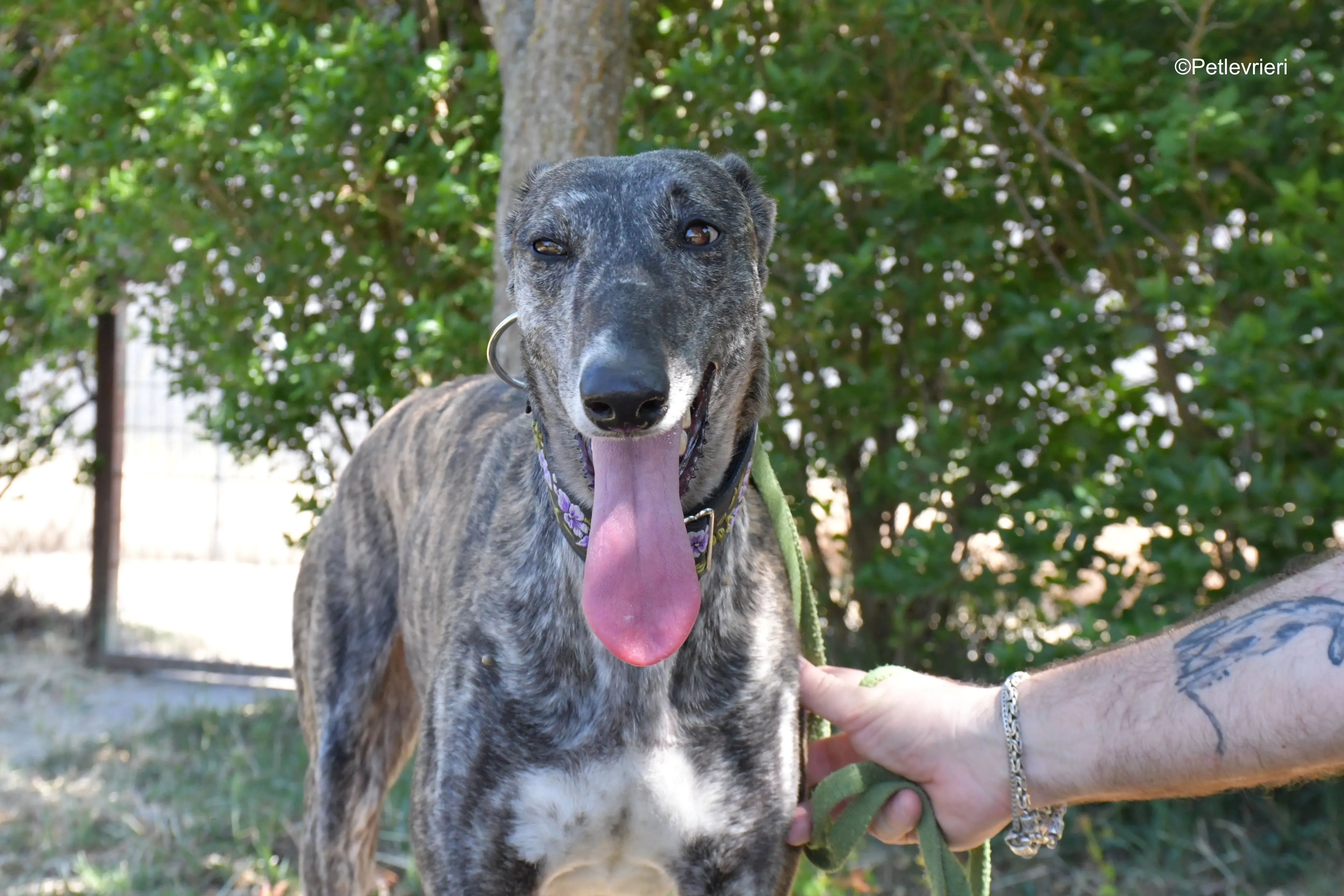 sara adozione levrieri galgo 11