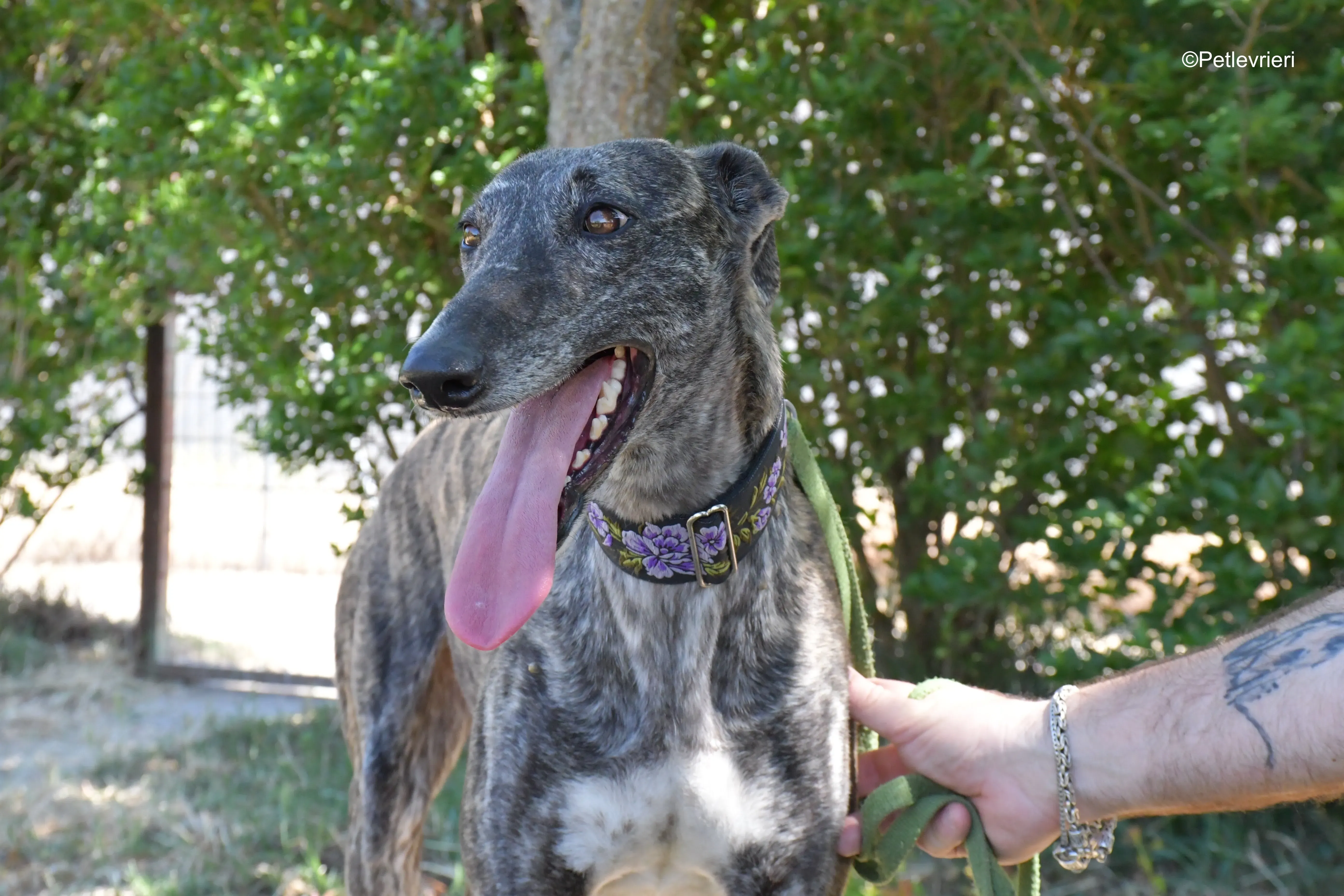 sara adozione levrieri galgo 12