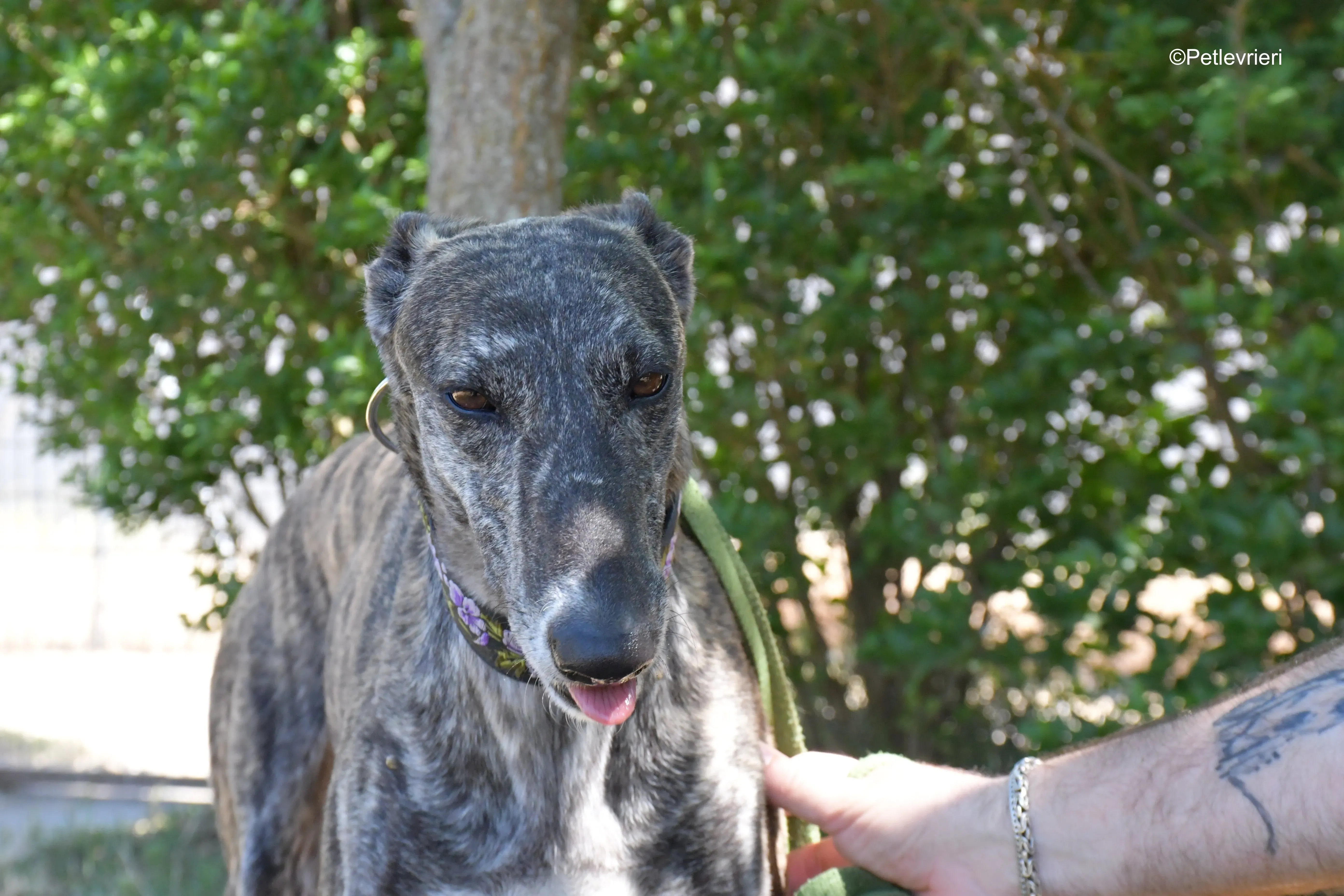 sara adozione levrieri galgo 13