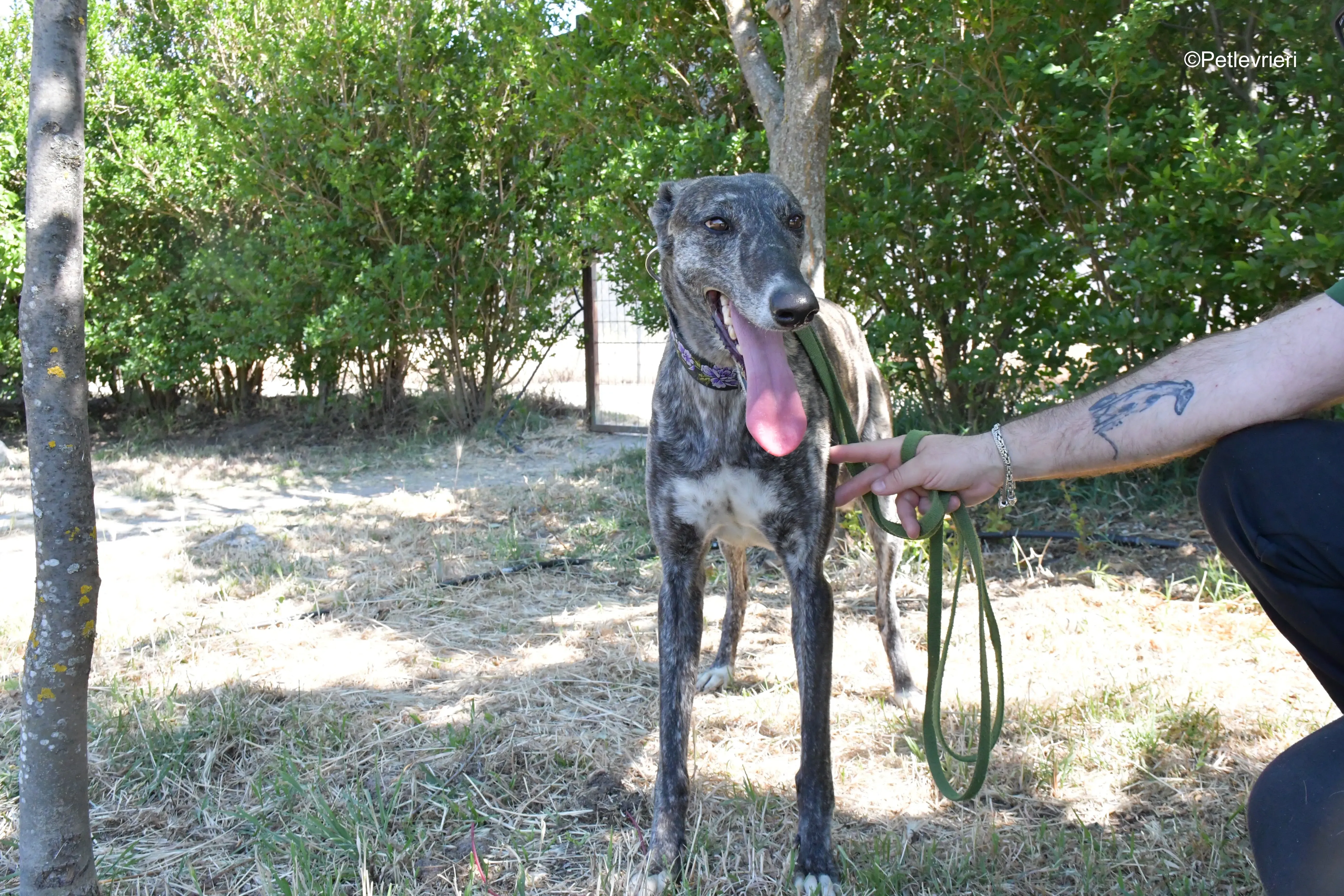 sara adozione levrieri galgo 14