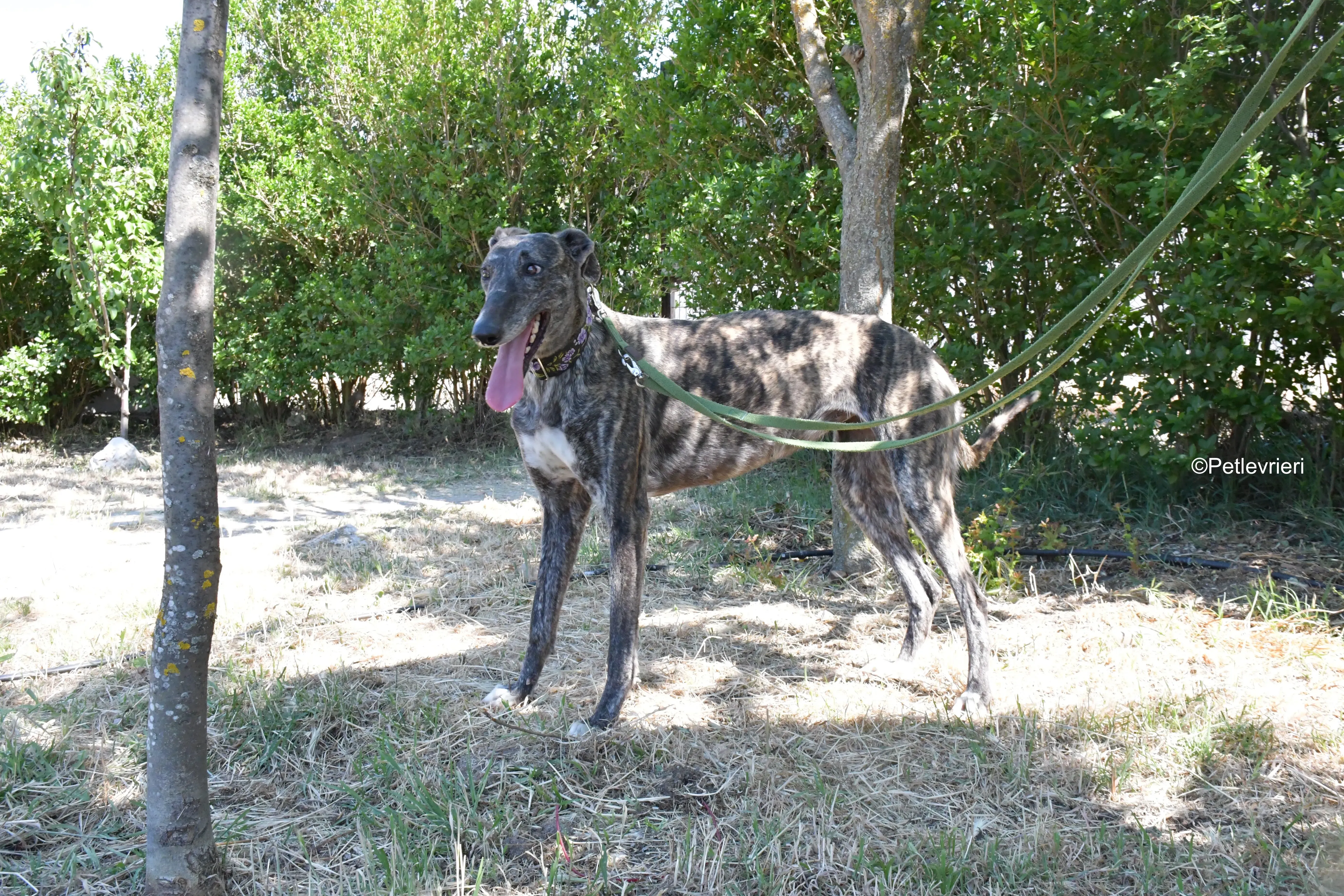 sara adozione levrieri galgo 15