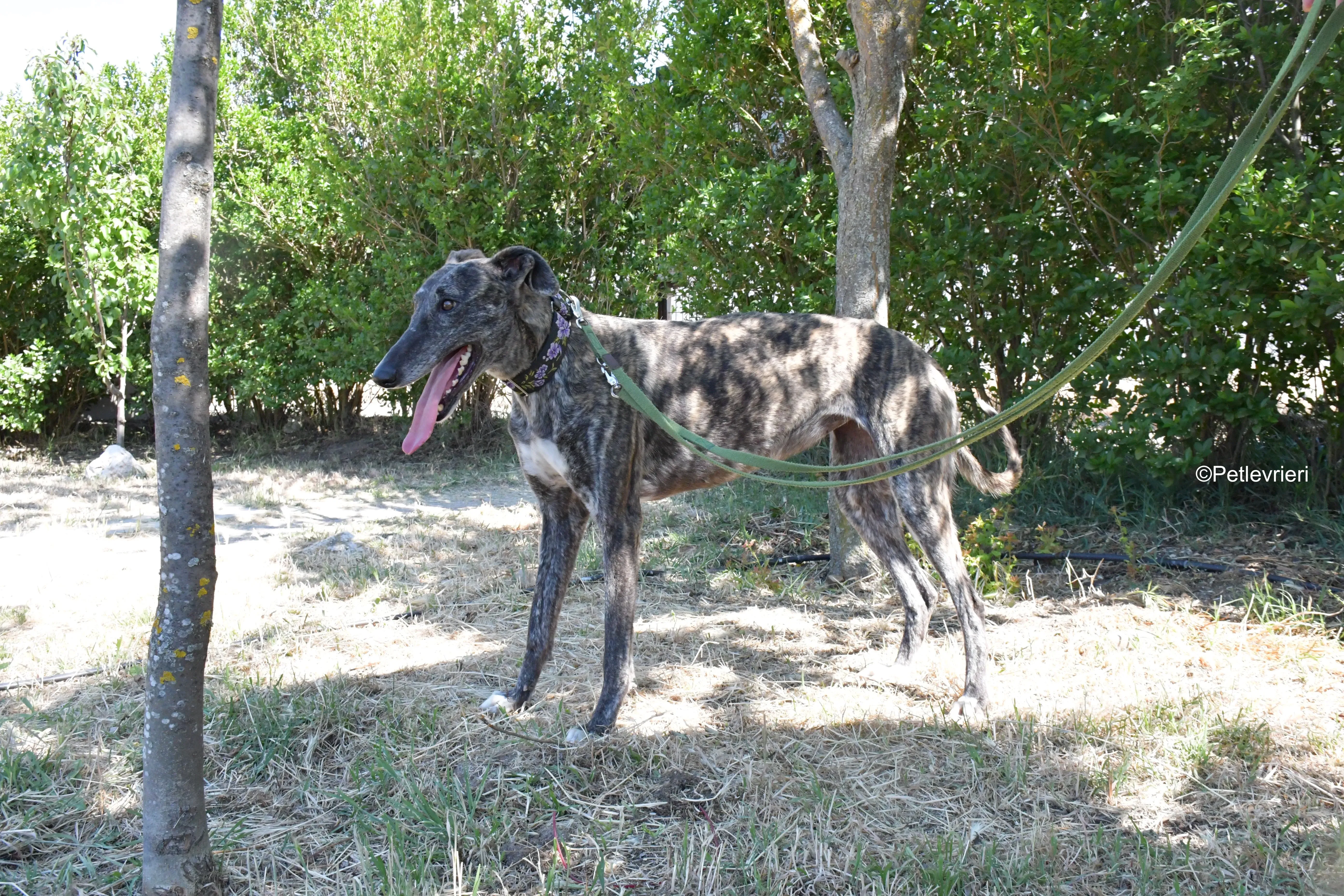 sara adozione levrieri galgo 16