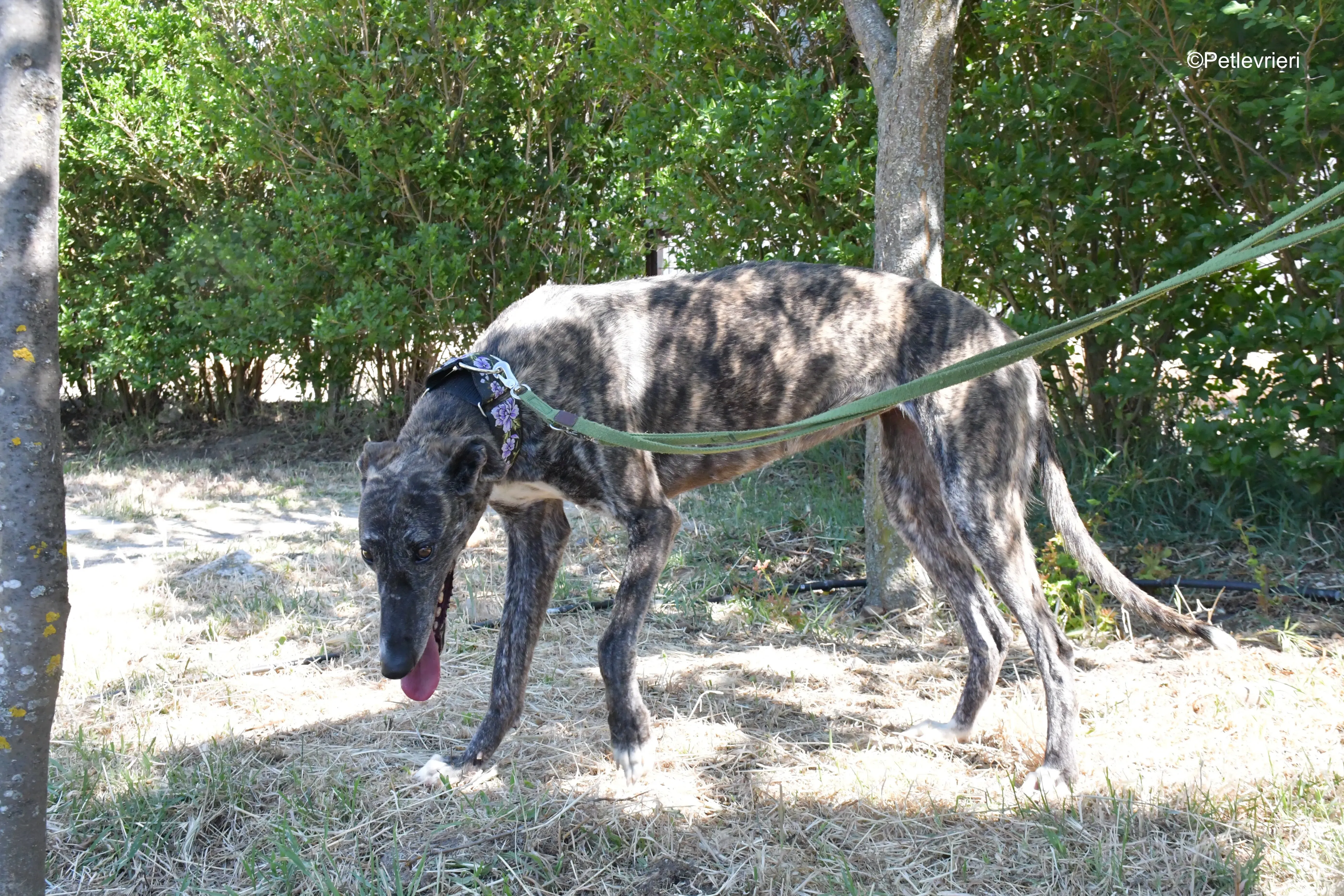 sara adozione levrieri galgo 17