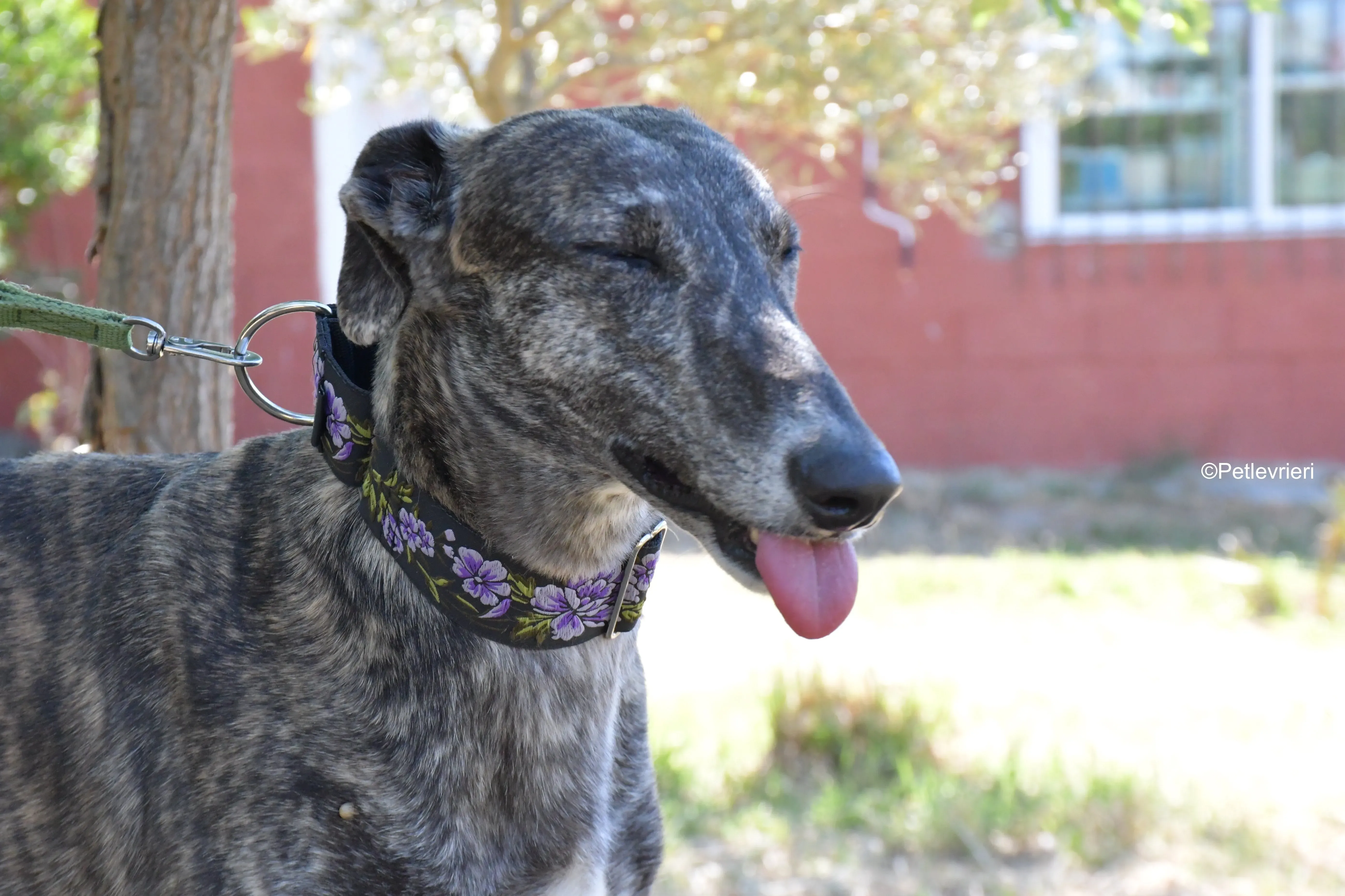 sara adozione levrieri galgo 2