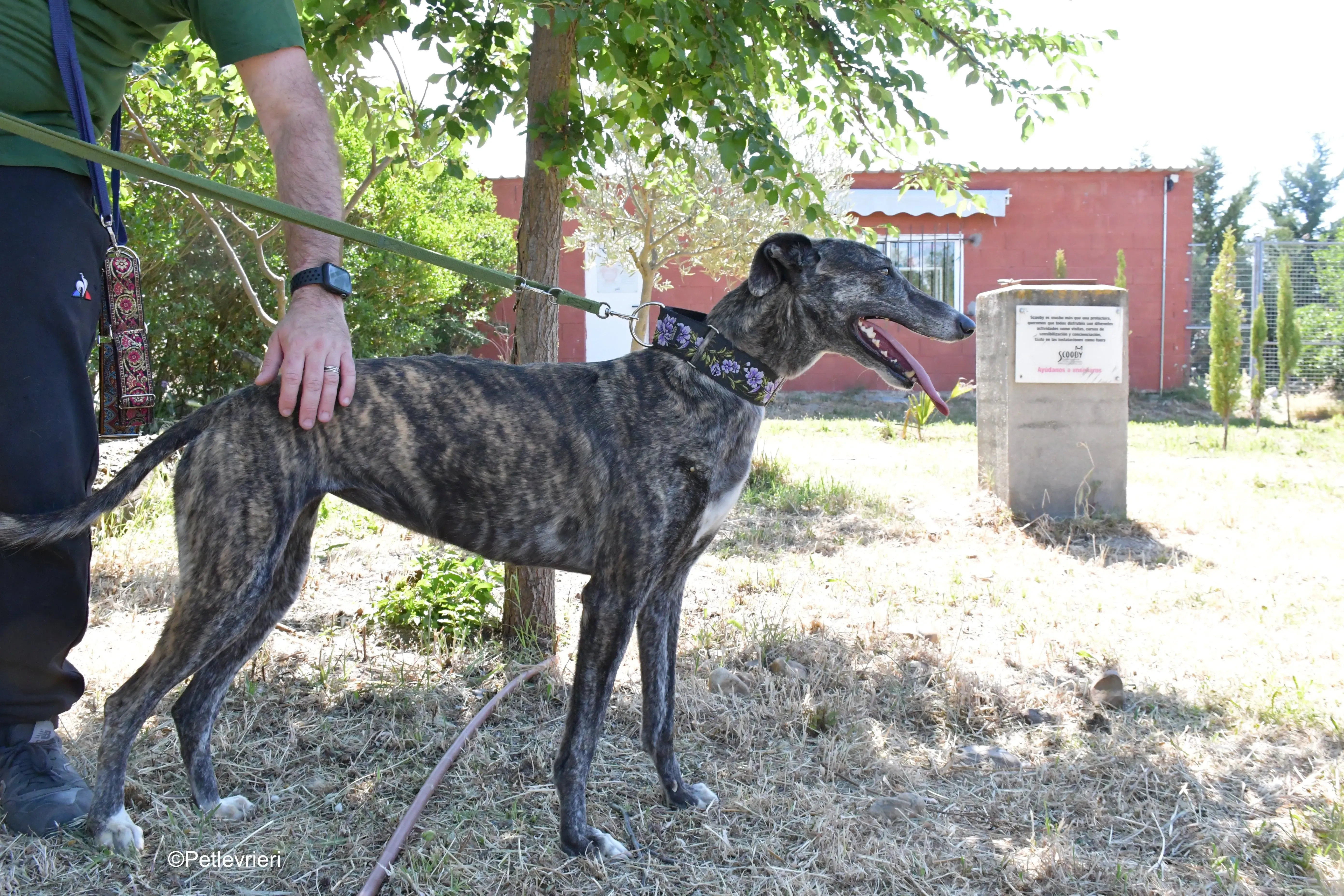 sara adozione levrieri galgo 3