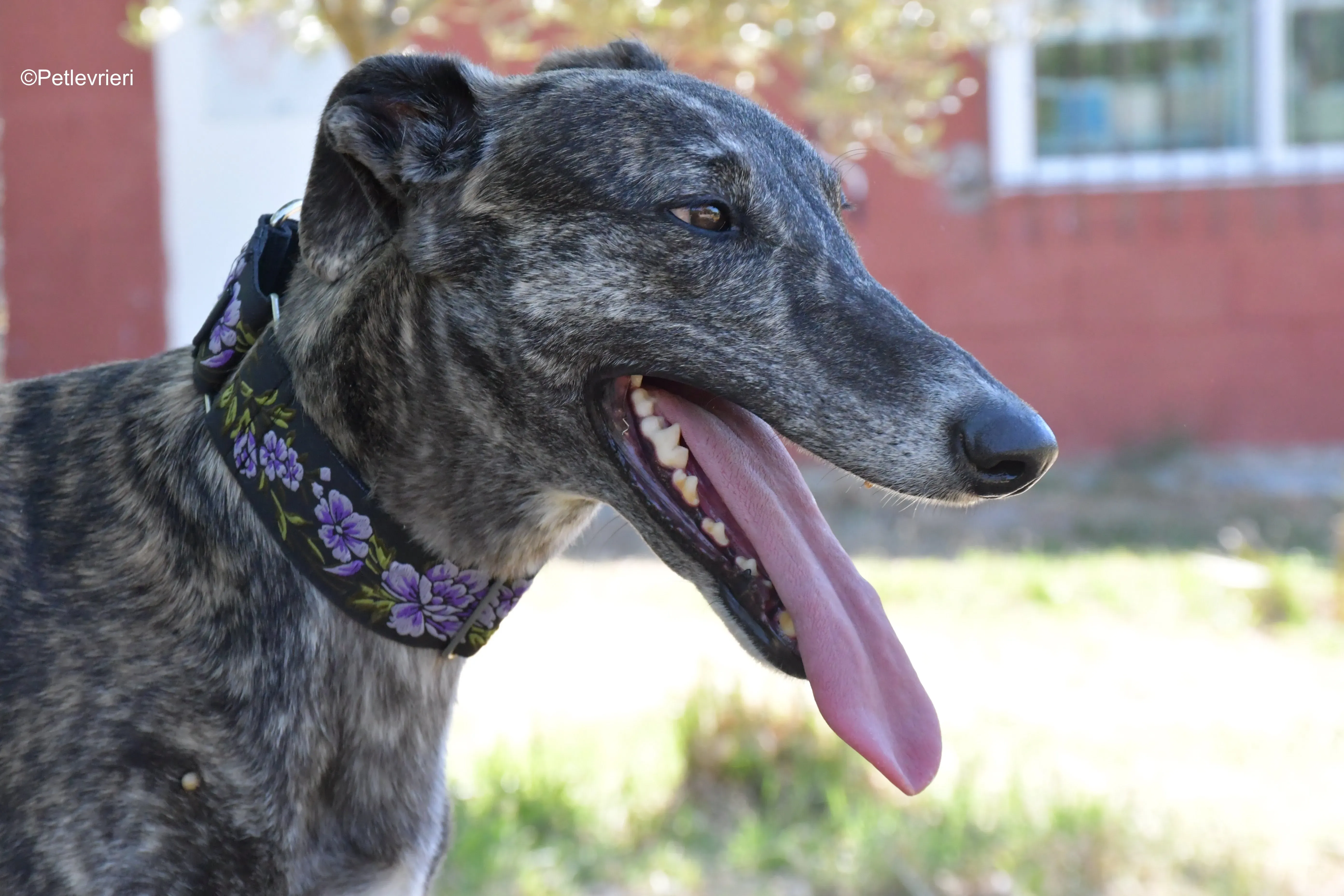 sara adozione levrieri galgo 4