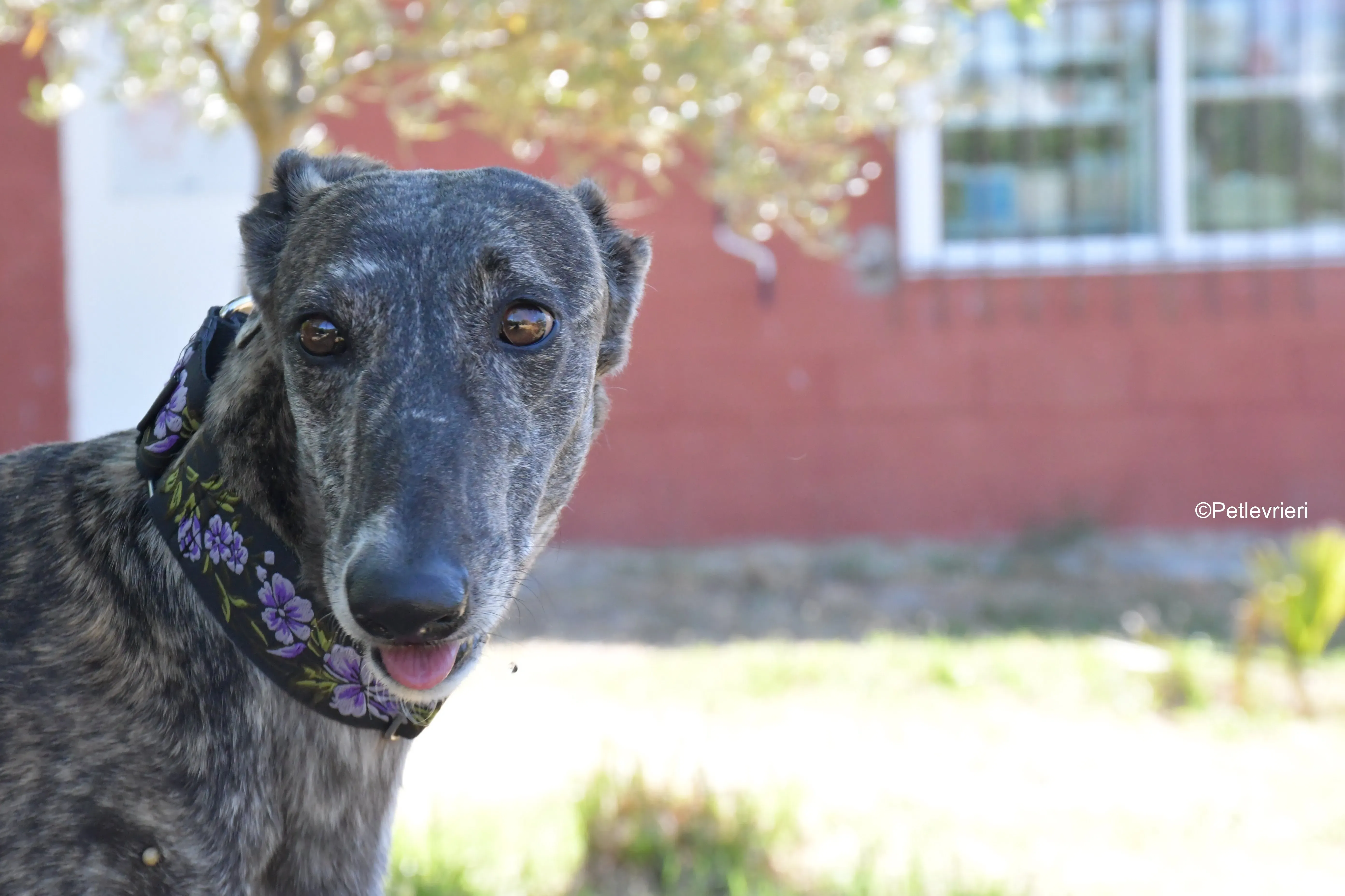 sara adozione levrieri galgo 7