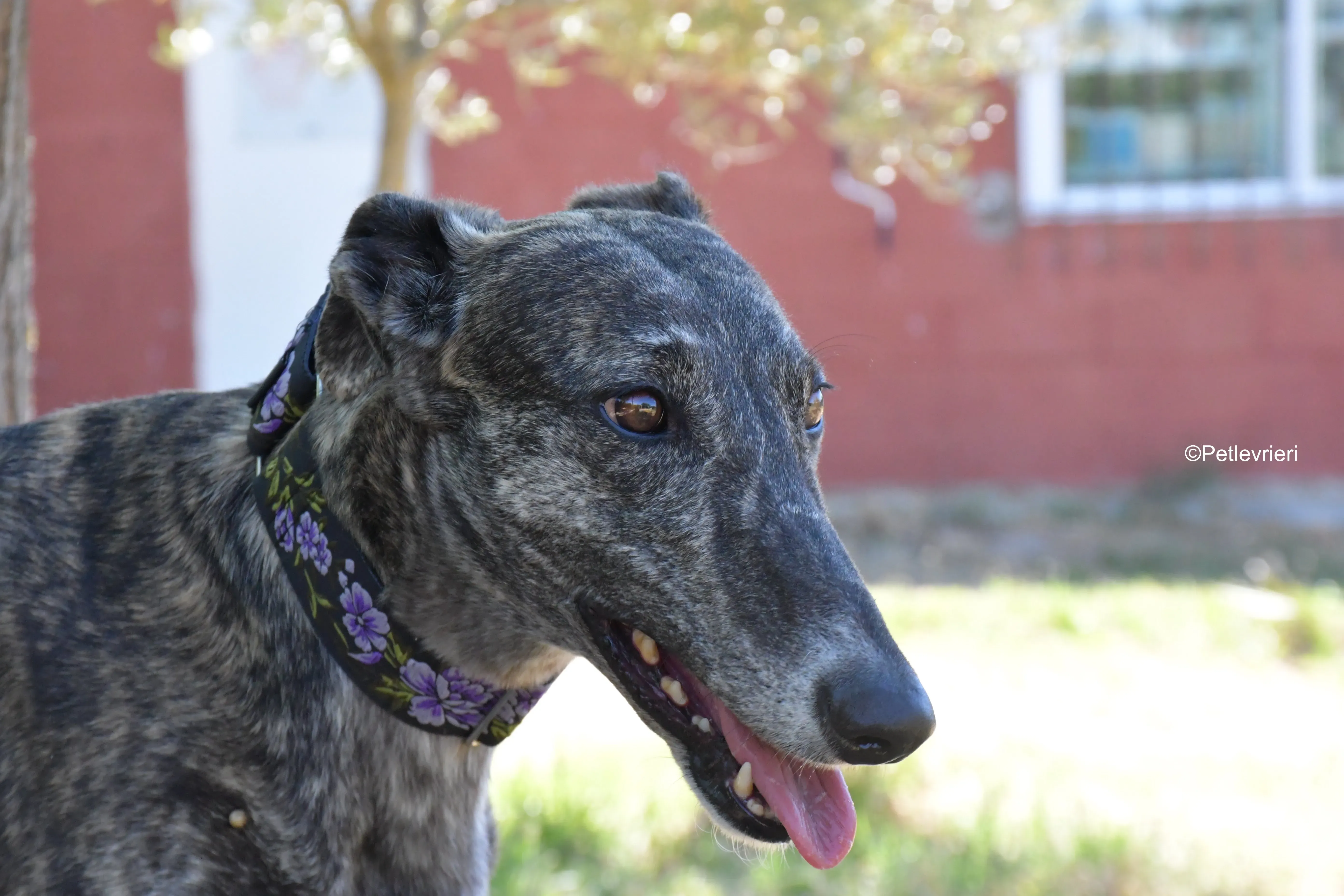 sara adozione levrieri galgo 8