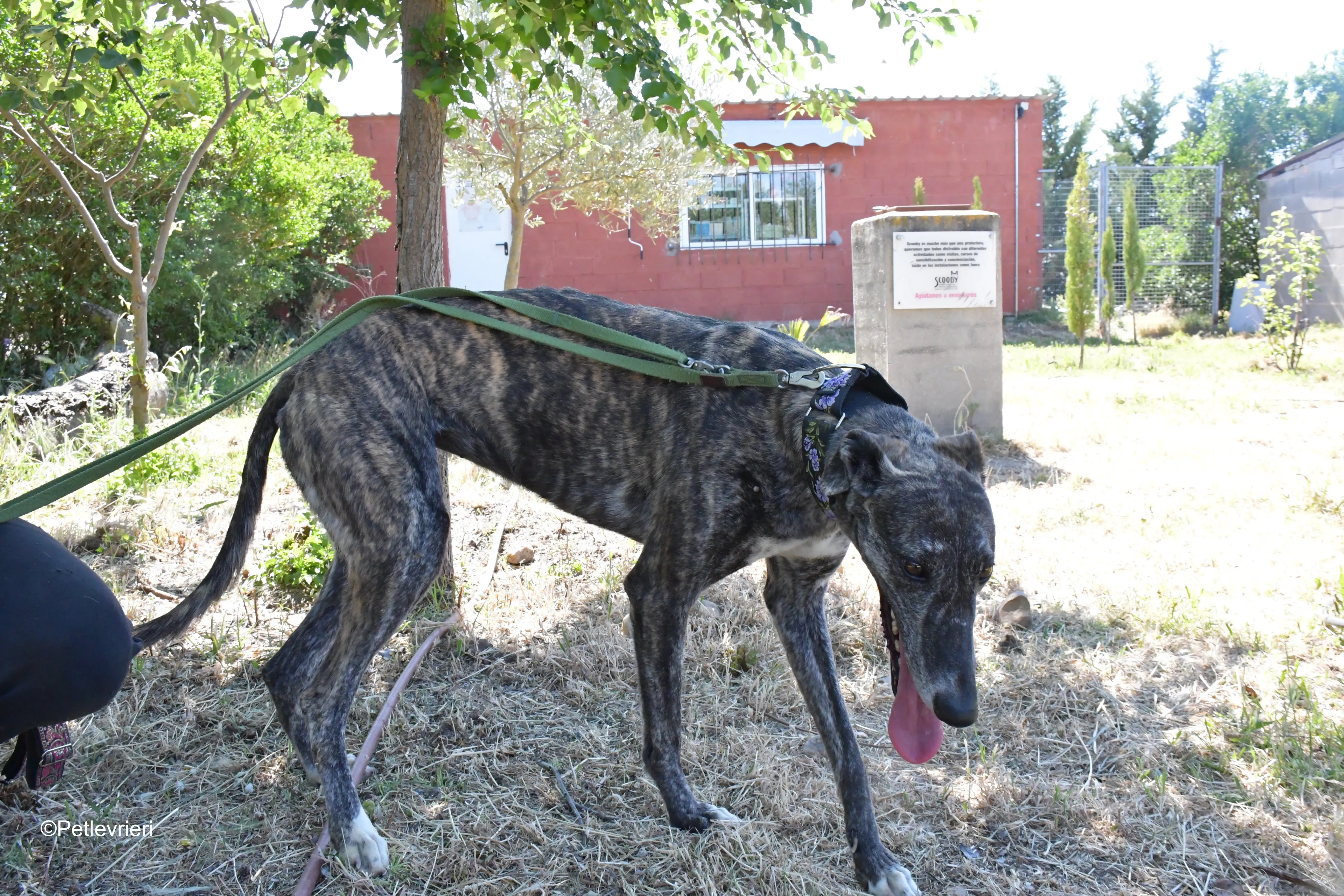 sara adozione levrieri galgo 9