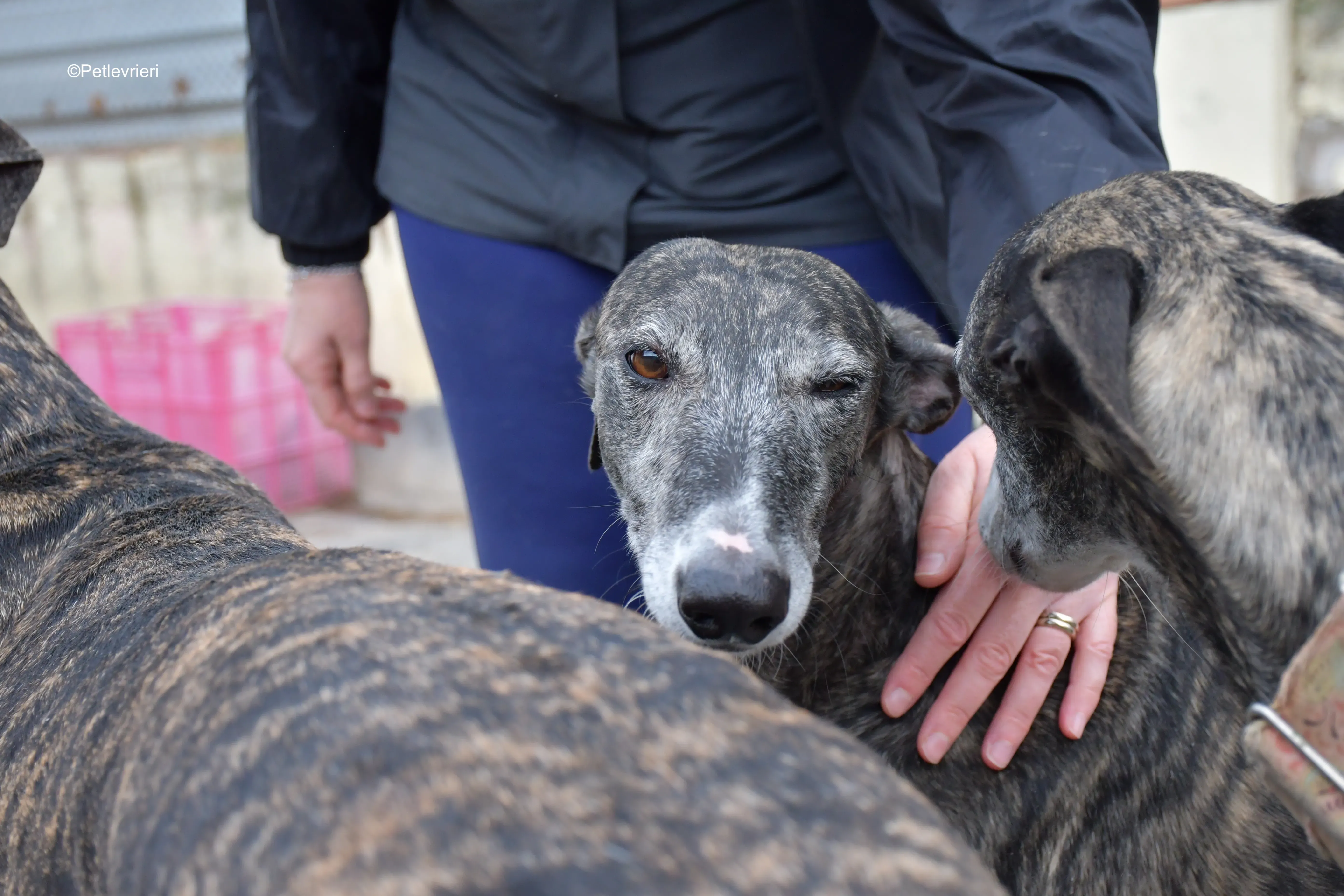 sara adozione levrieri galgo 1