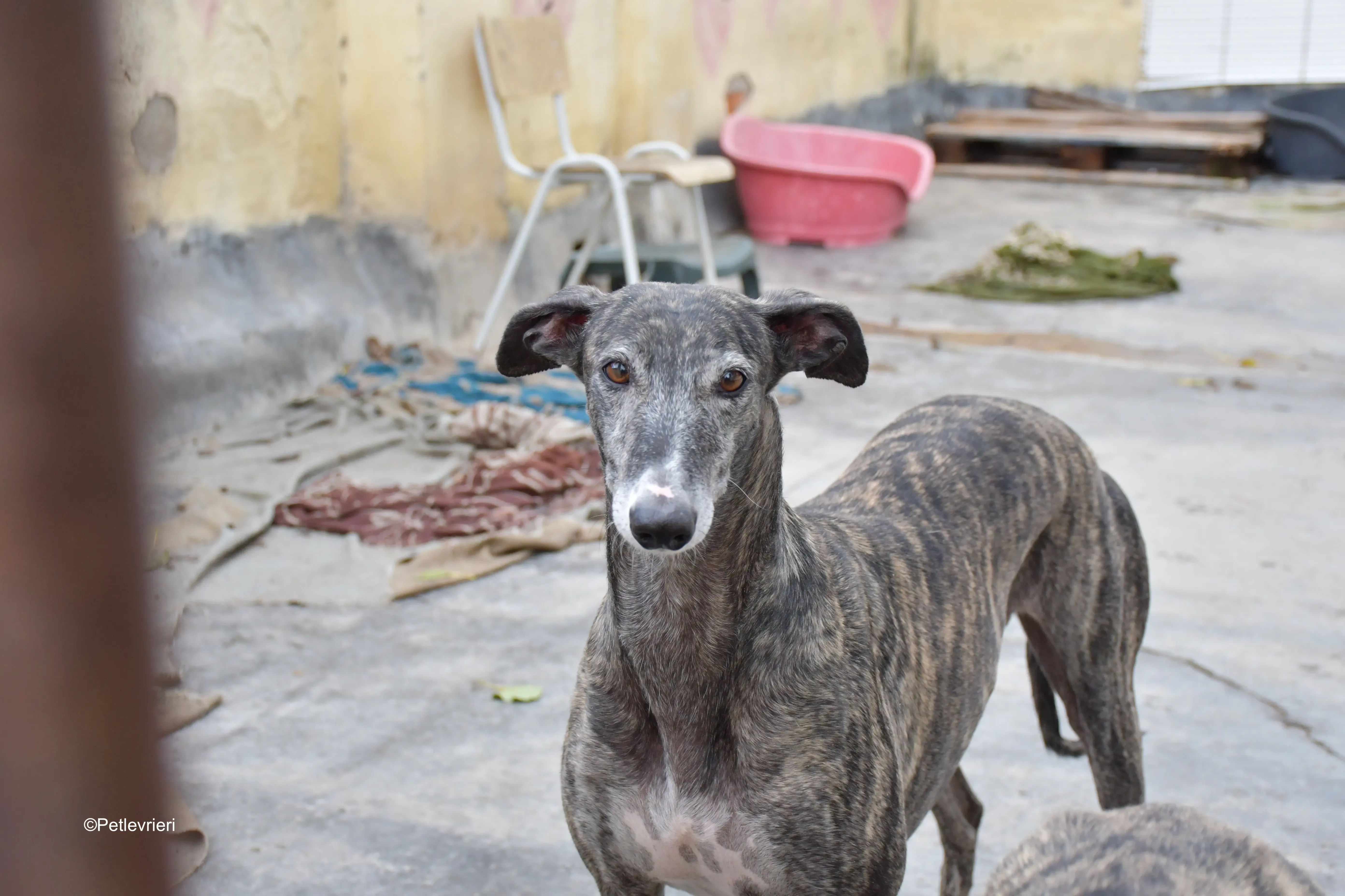 sara adozione levrieri galgo 10