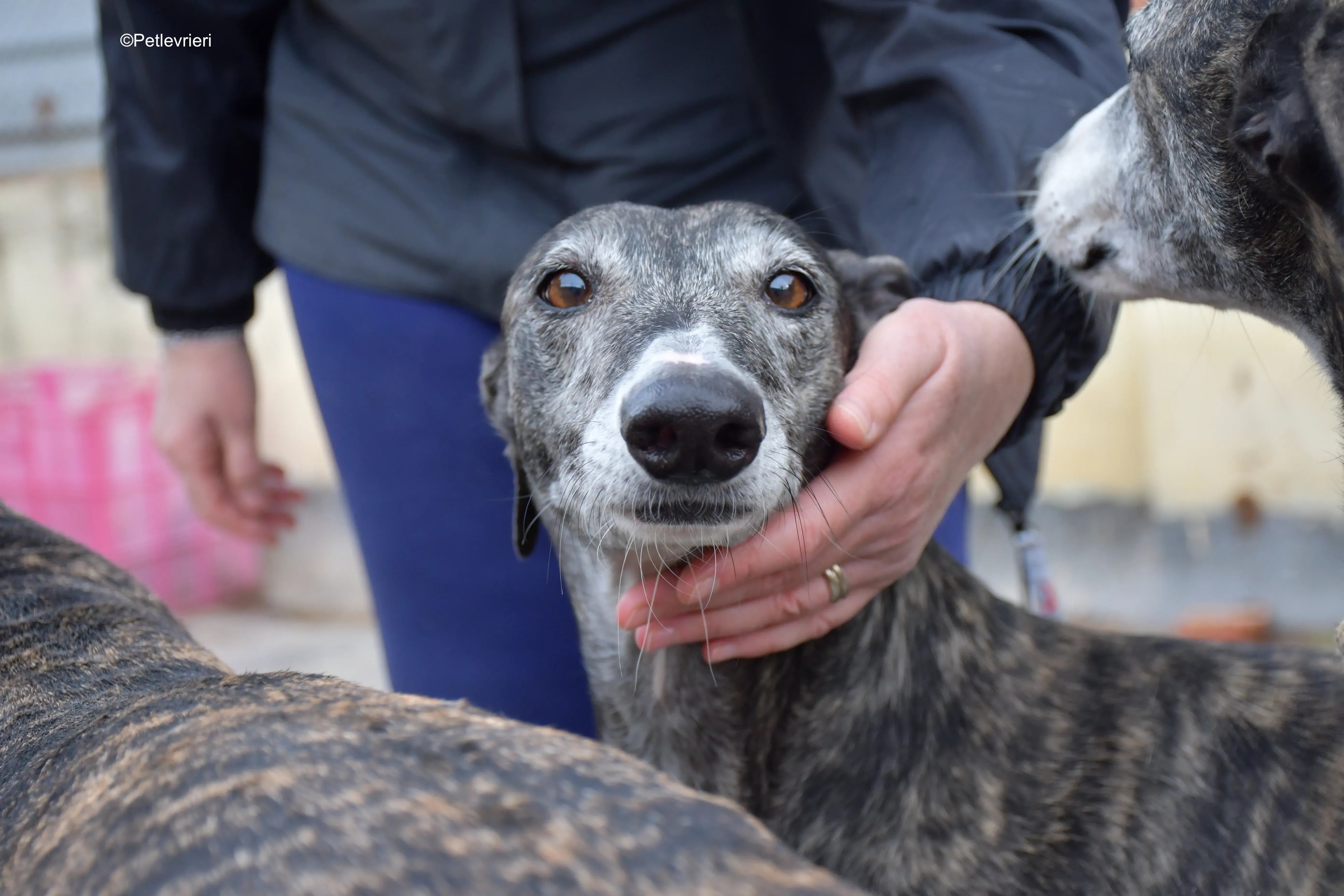 sara adozione levrieri galgo 2