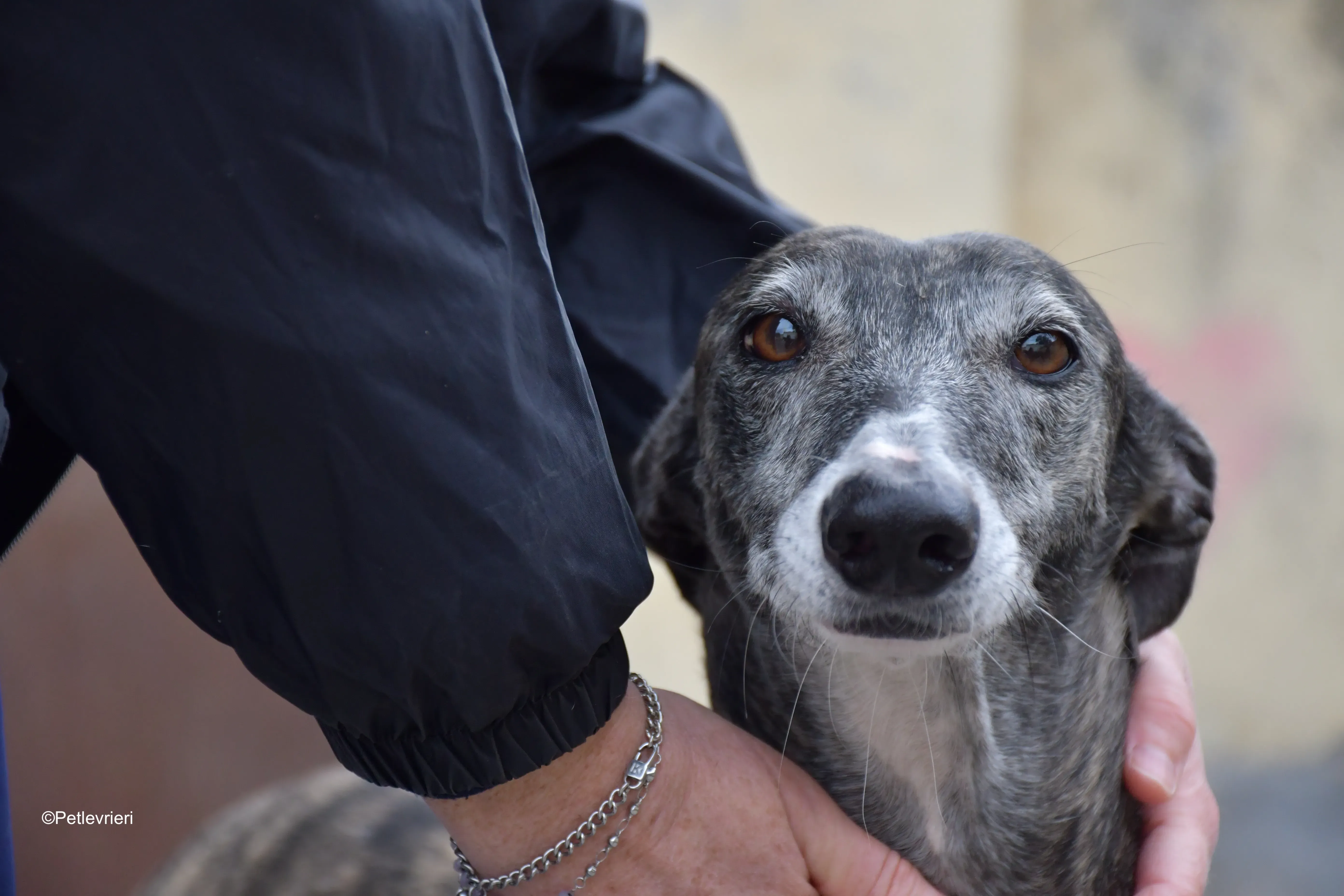 sara adozione levrieri galgo 3