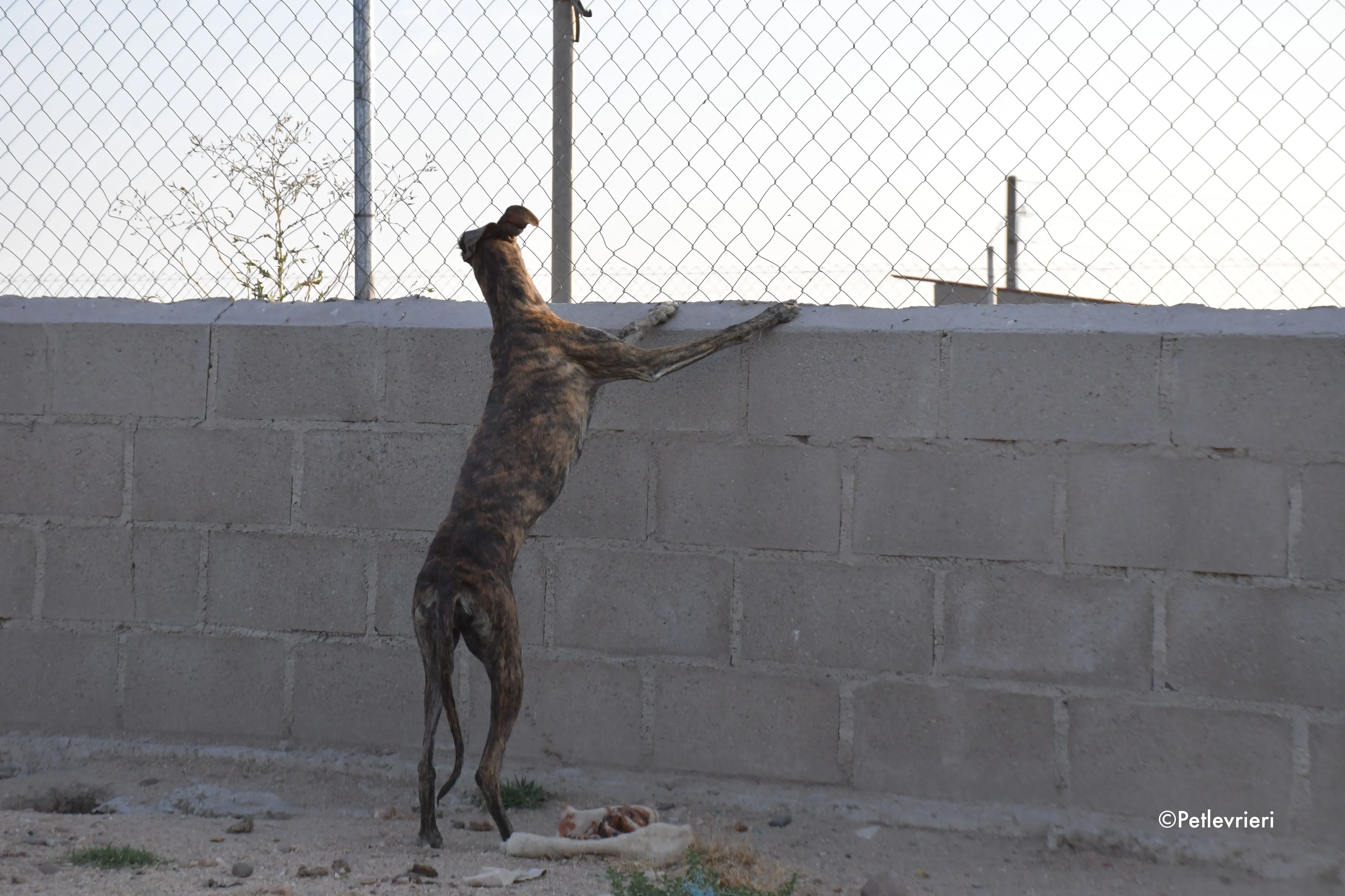sara adozione levrieri galgo 3 1