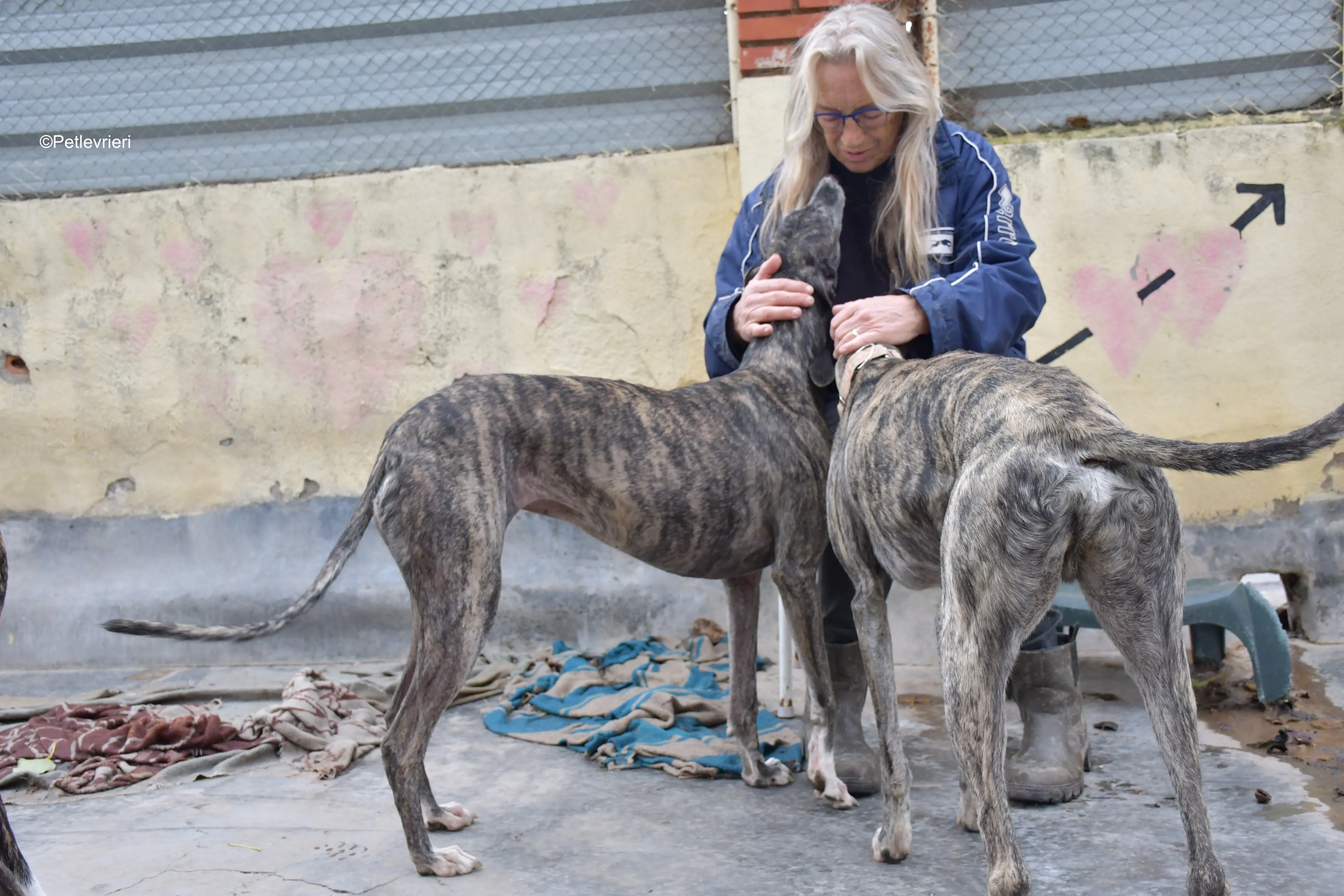 sara adozione levrieri galgo 5