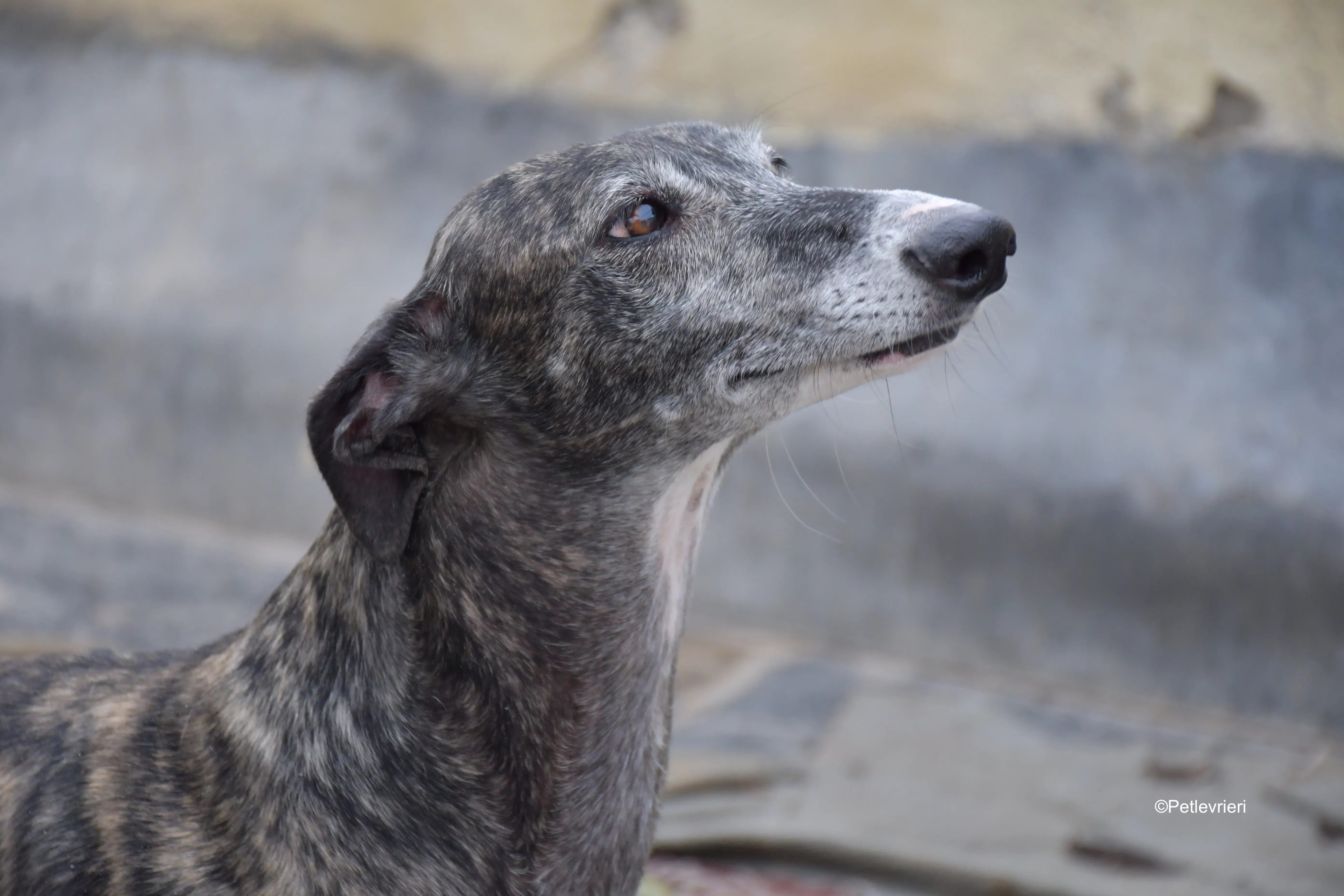 sara adozione levrieri galgo 8