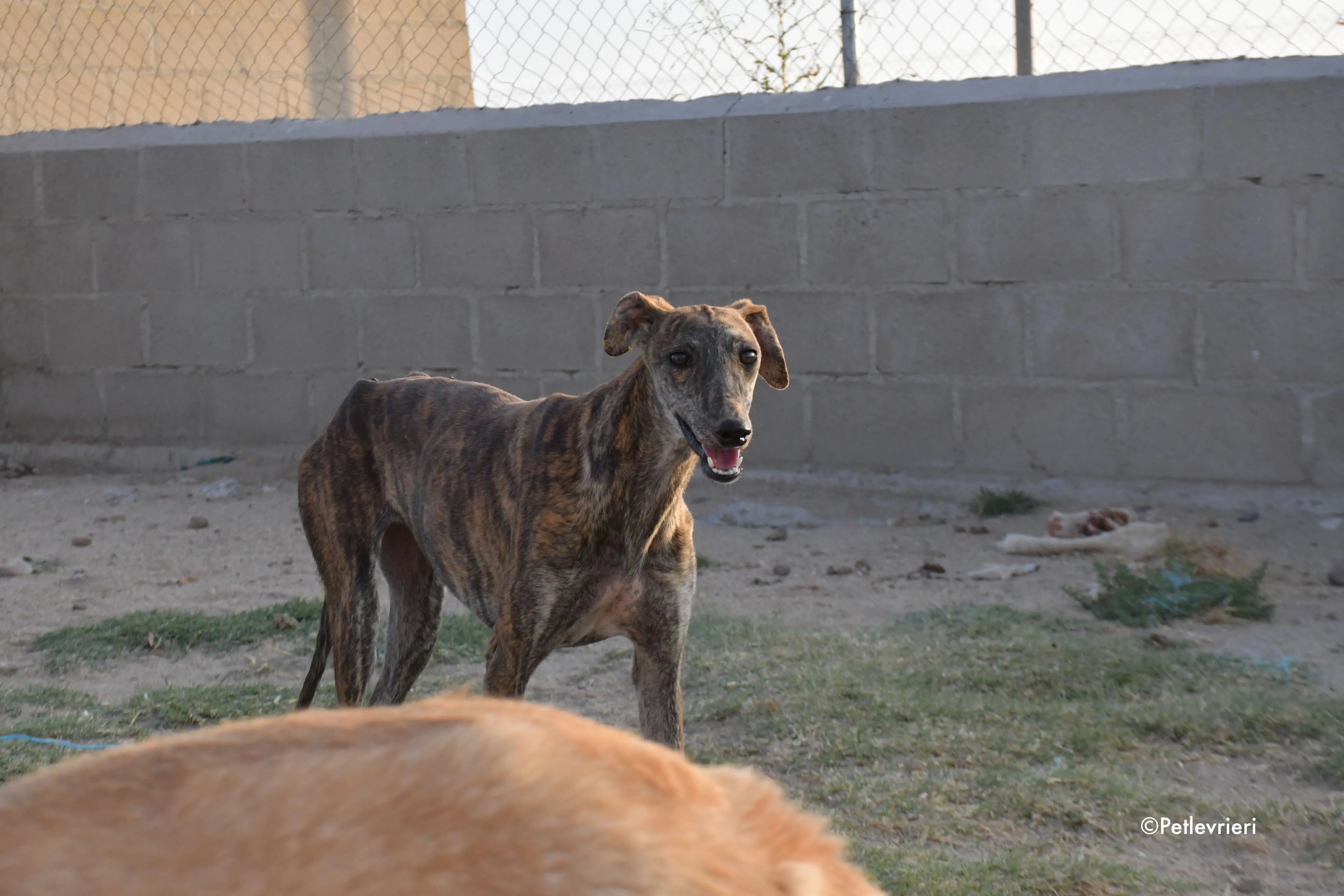 sara adozione levrieri galgo 5