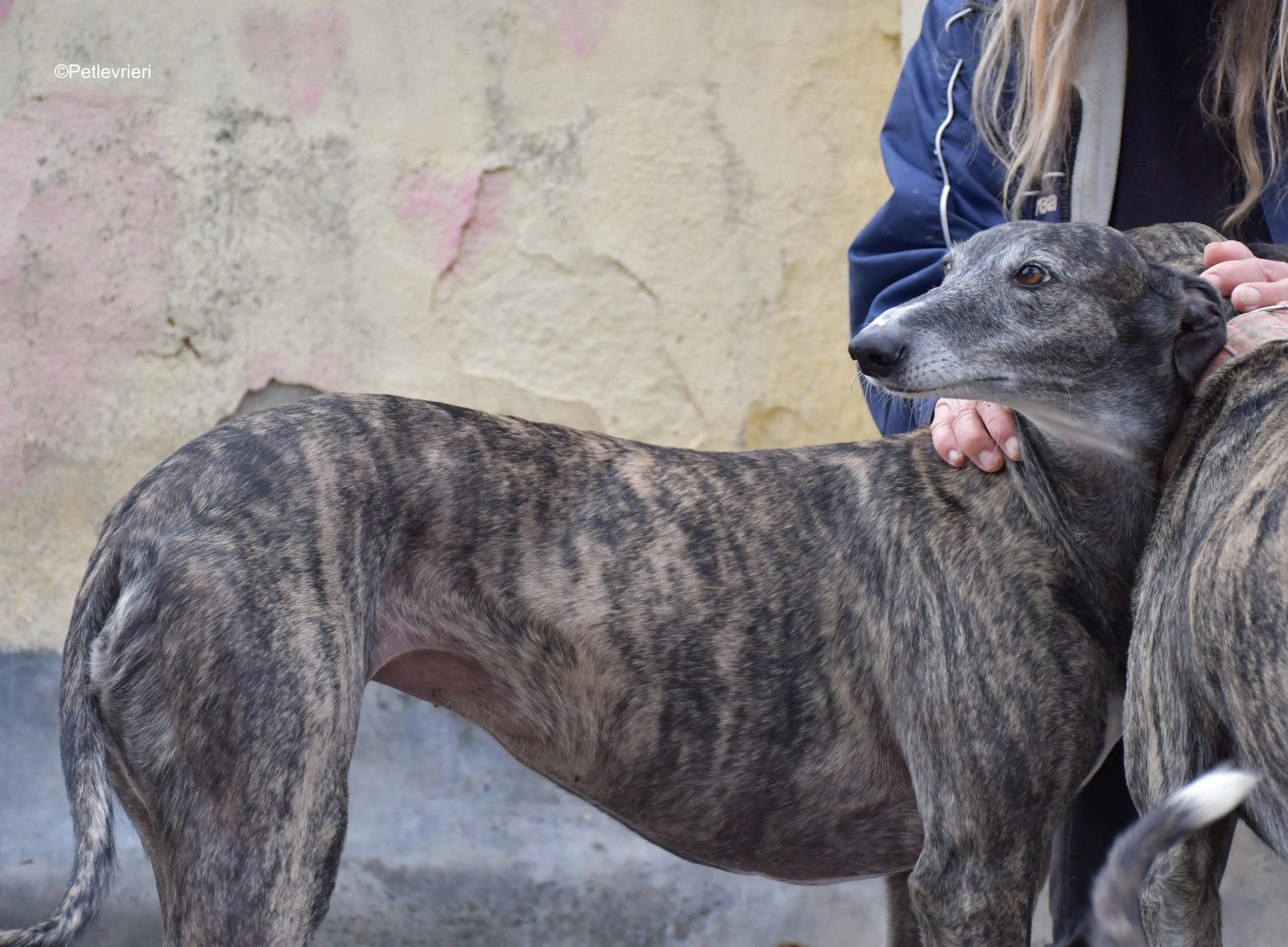 sara adozione levrieri galgo 6 1