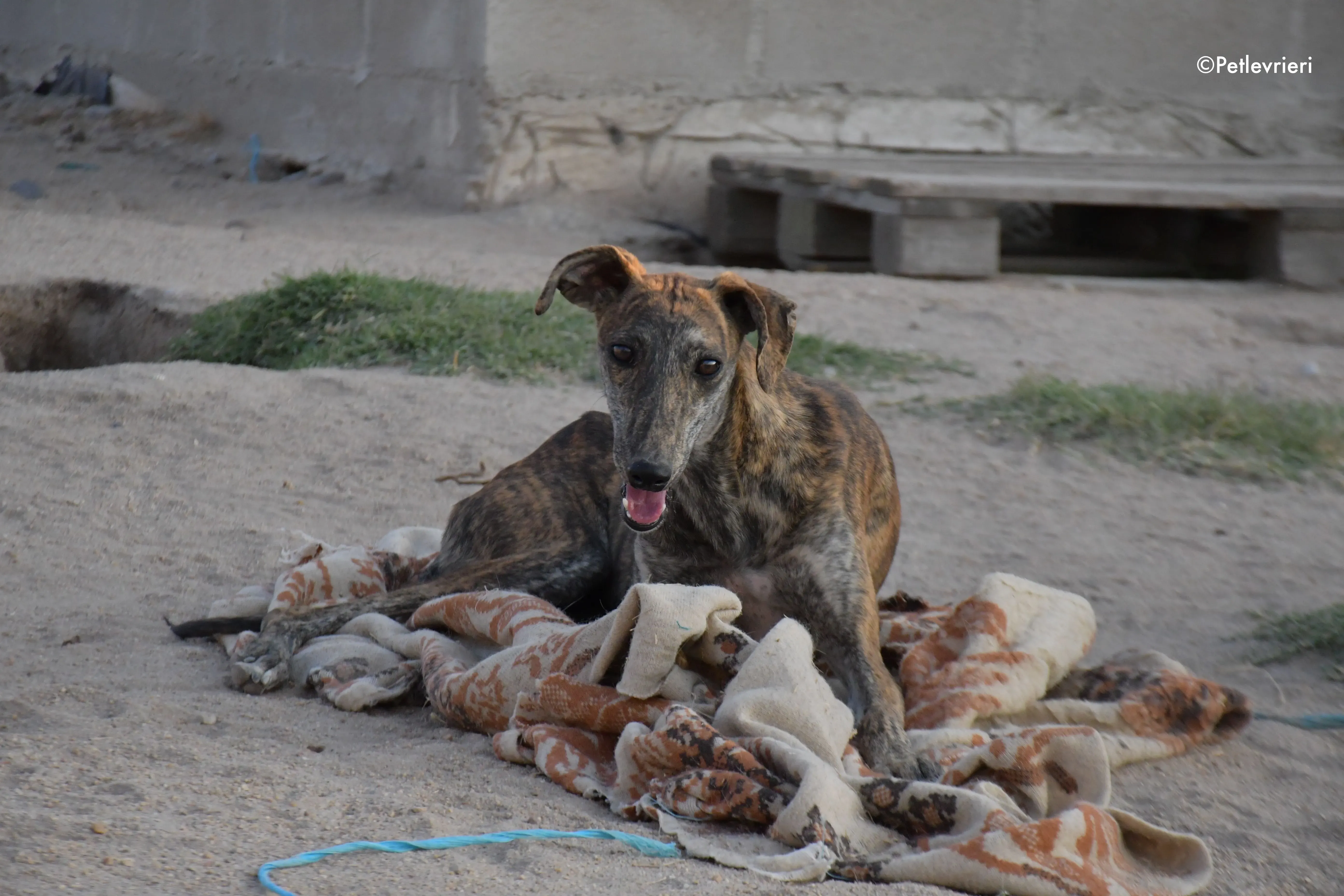 sara adozione levrieri galgo 6